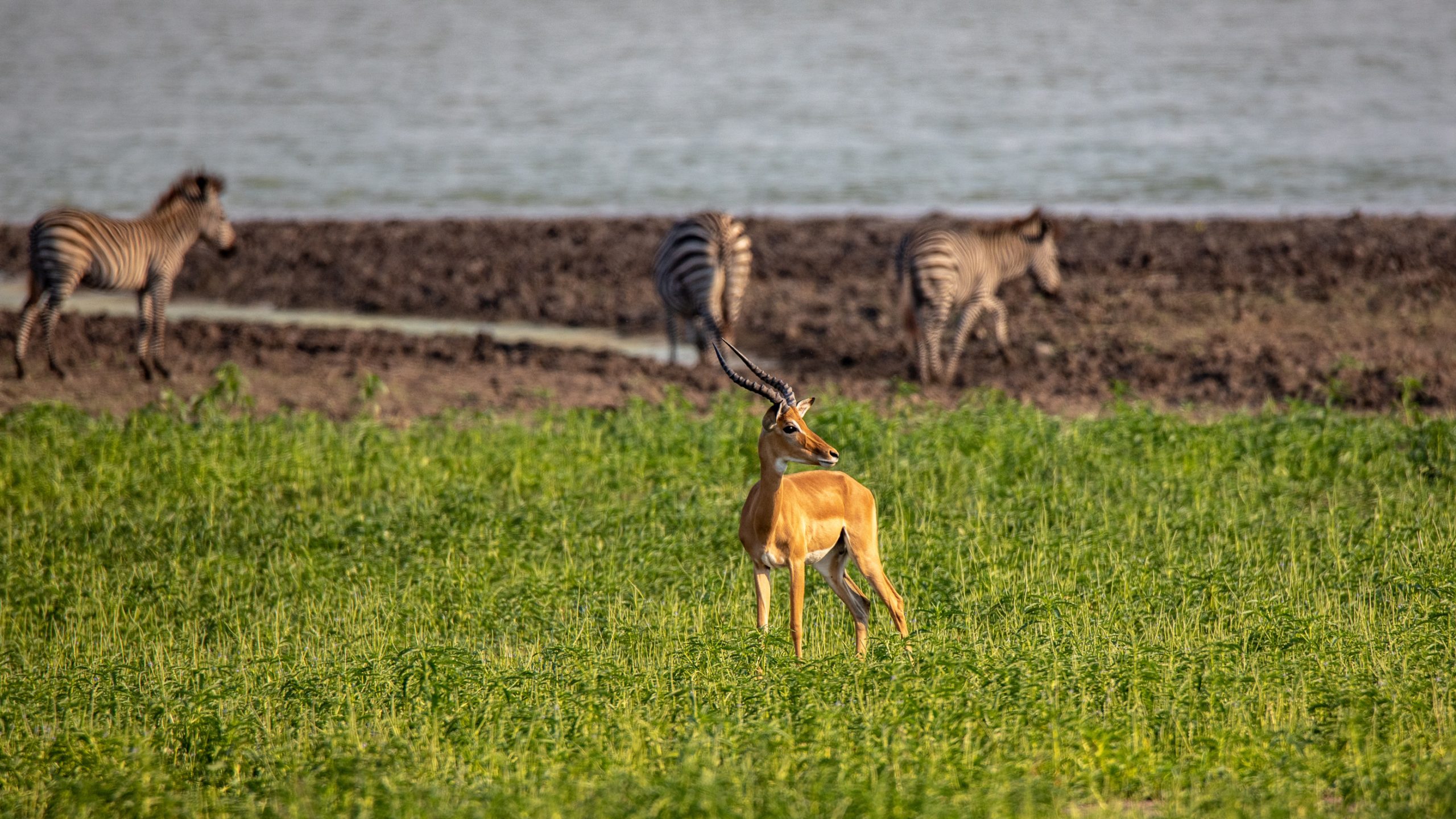 Impala mâle devant des zèbres