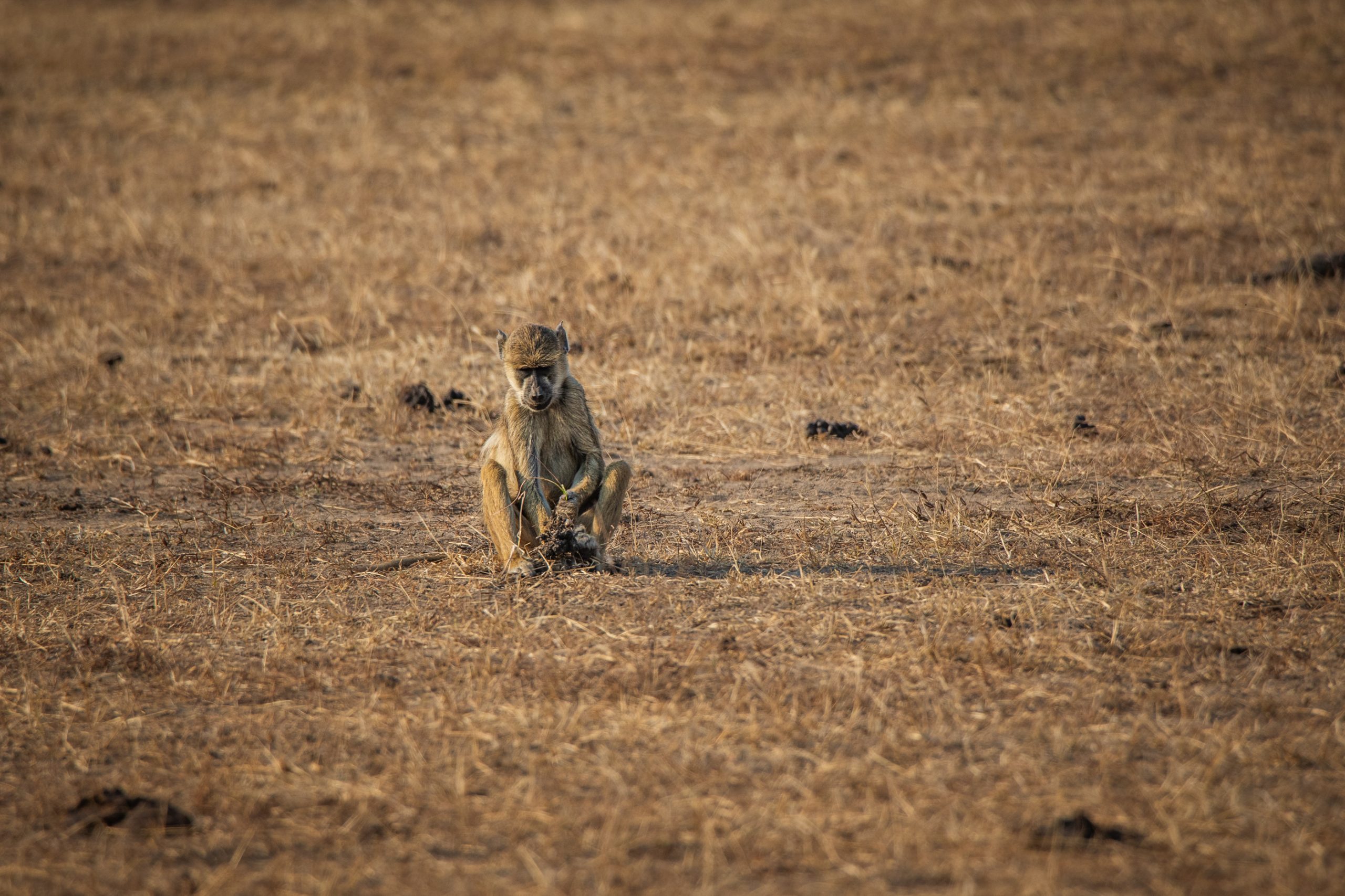 Jeune Babouin Olive en Savane
