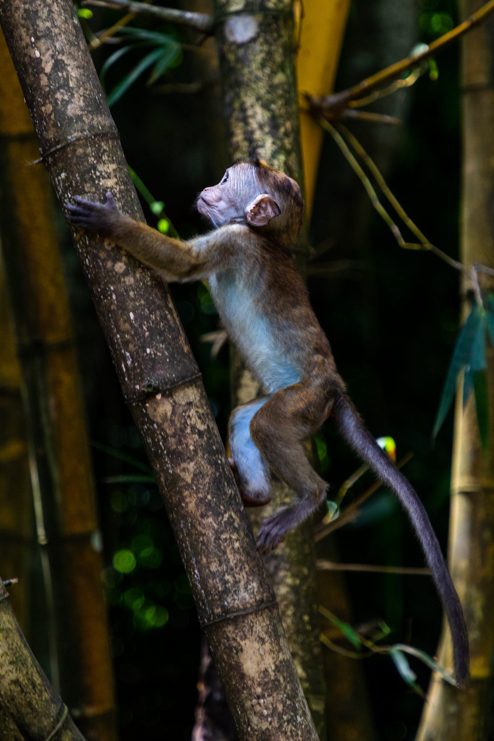 Jeune Macaque Grimpant le Bambou