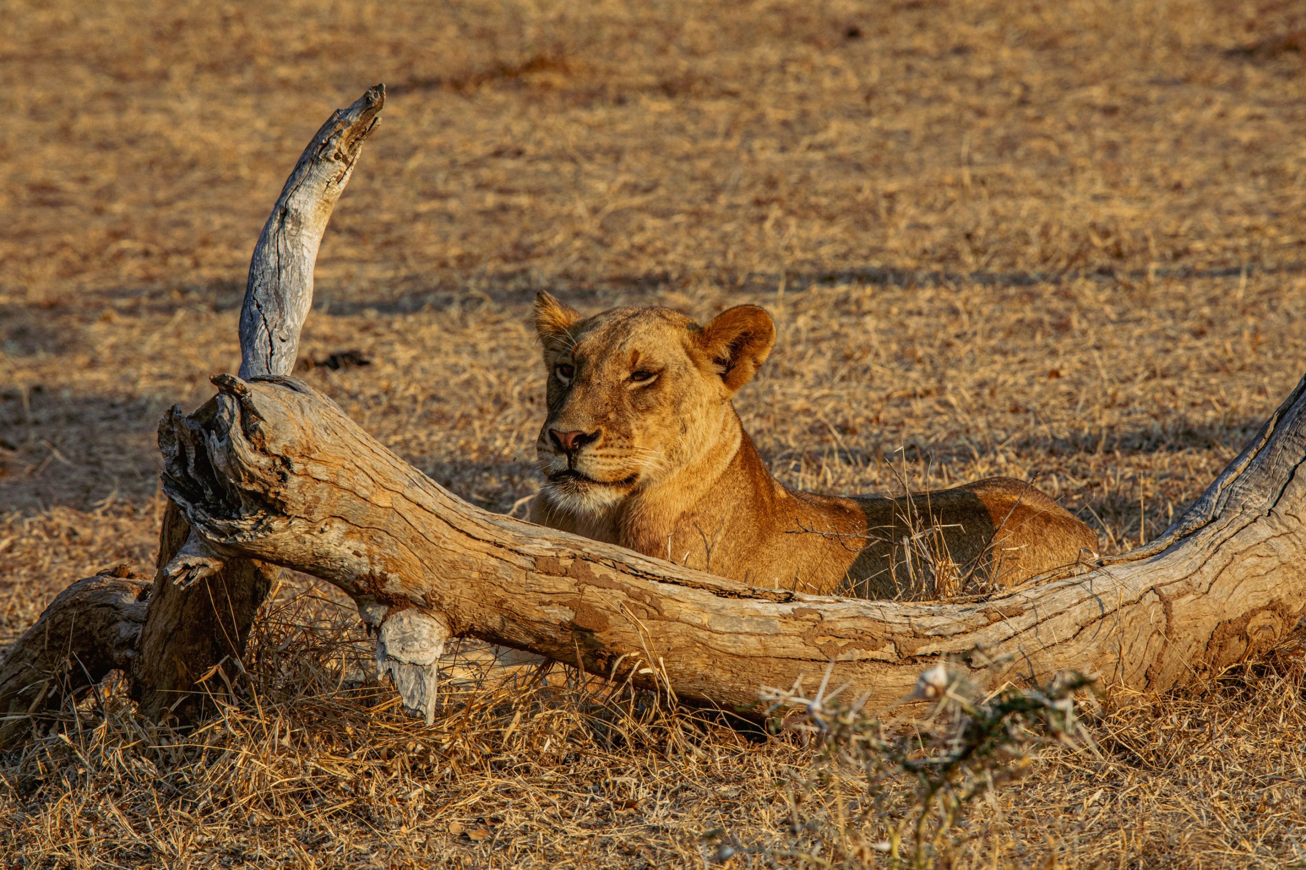 La Lionne Allongée Dans la Savane