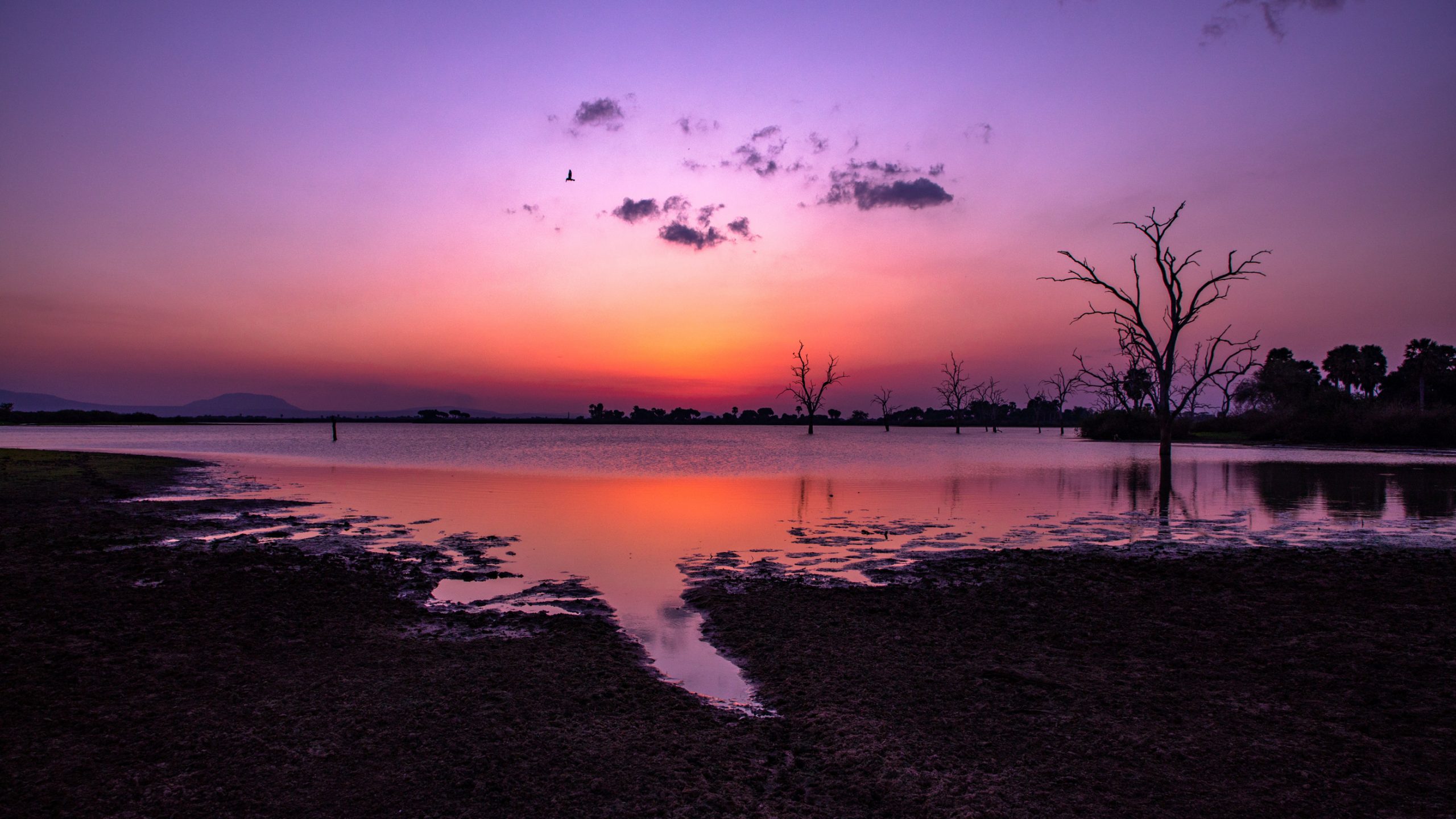 Lac aux arbres morts et oiseau