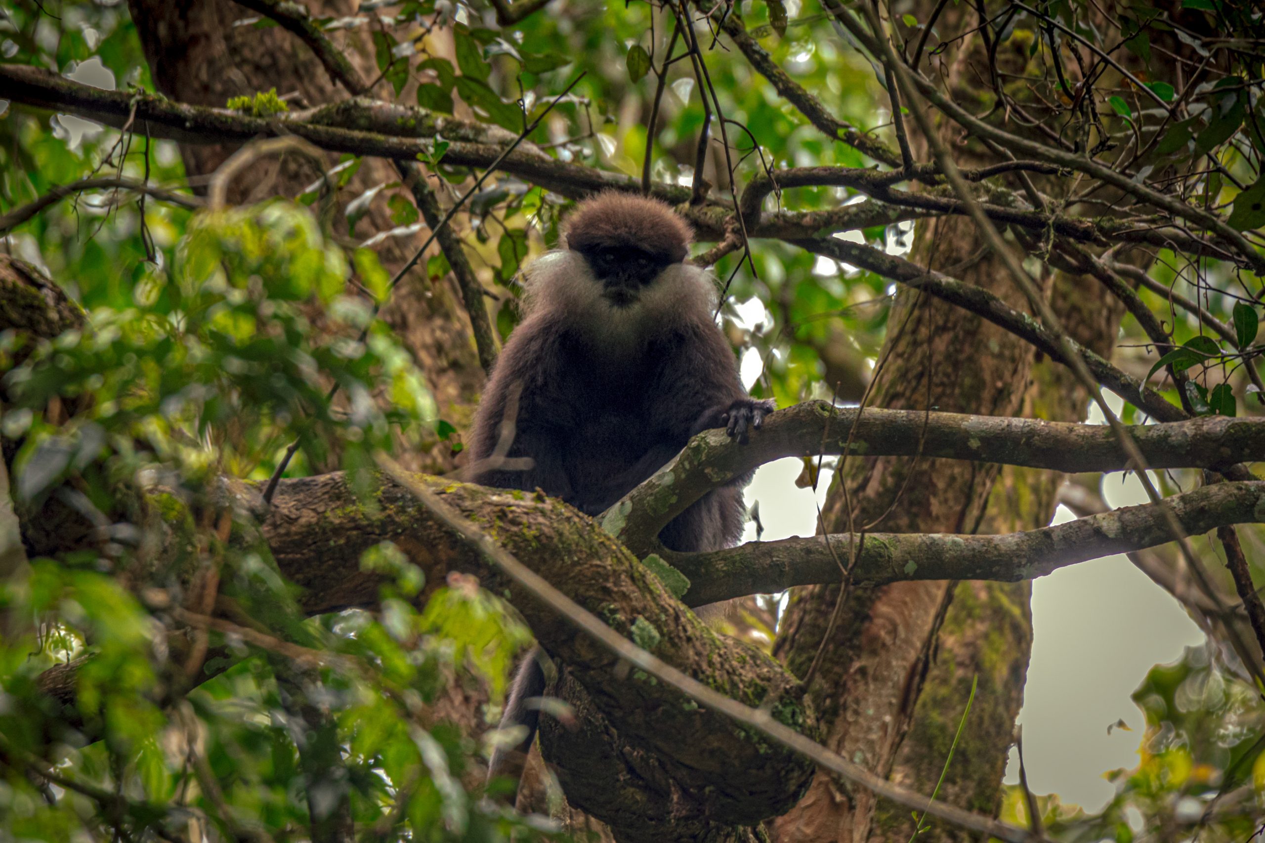 Langur à tête rousse