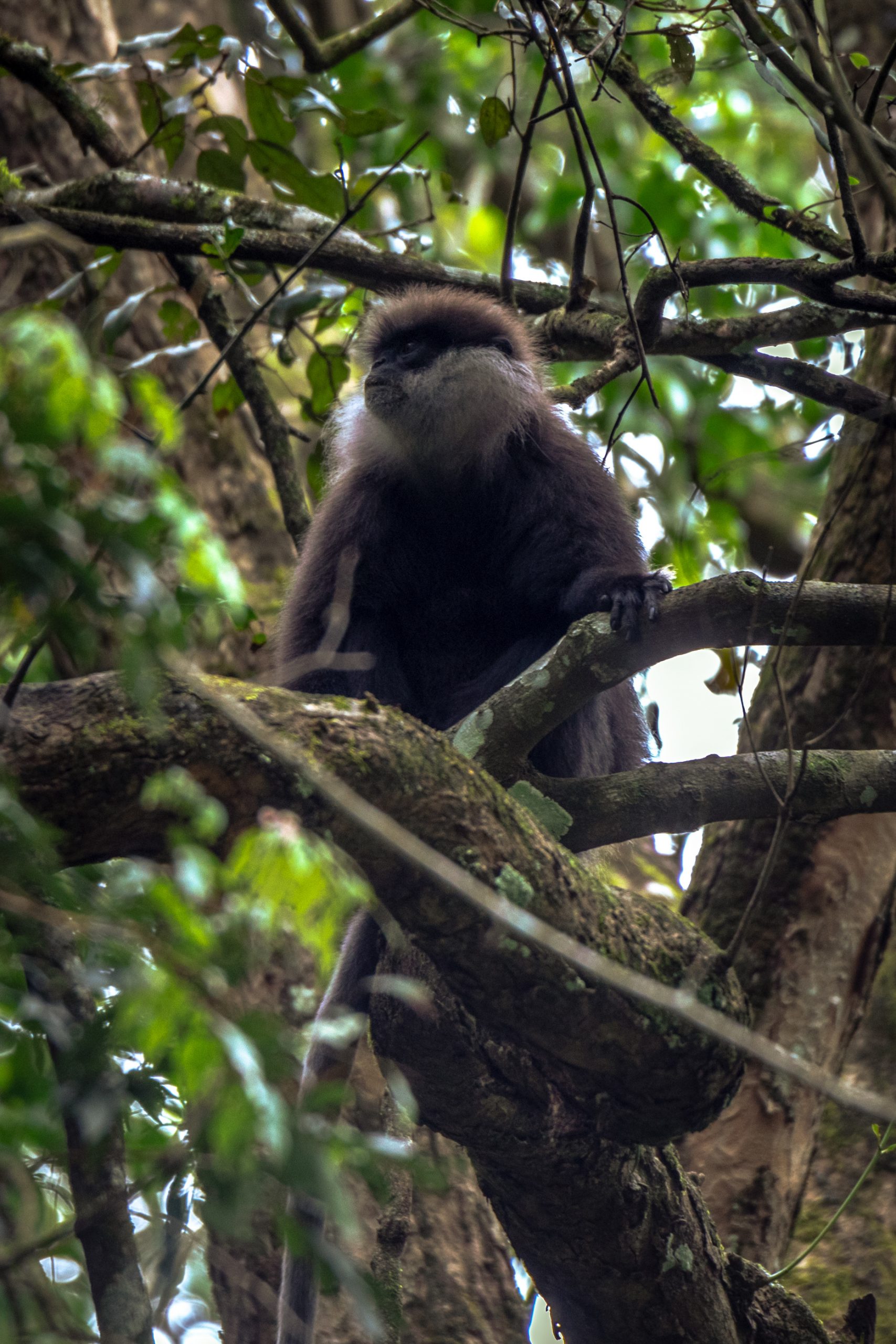 Langur de Nilgiri en canopée