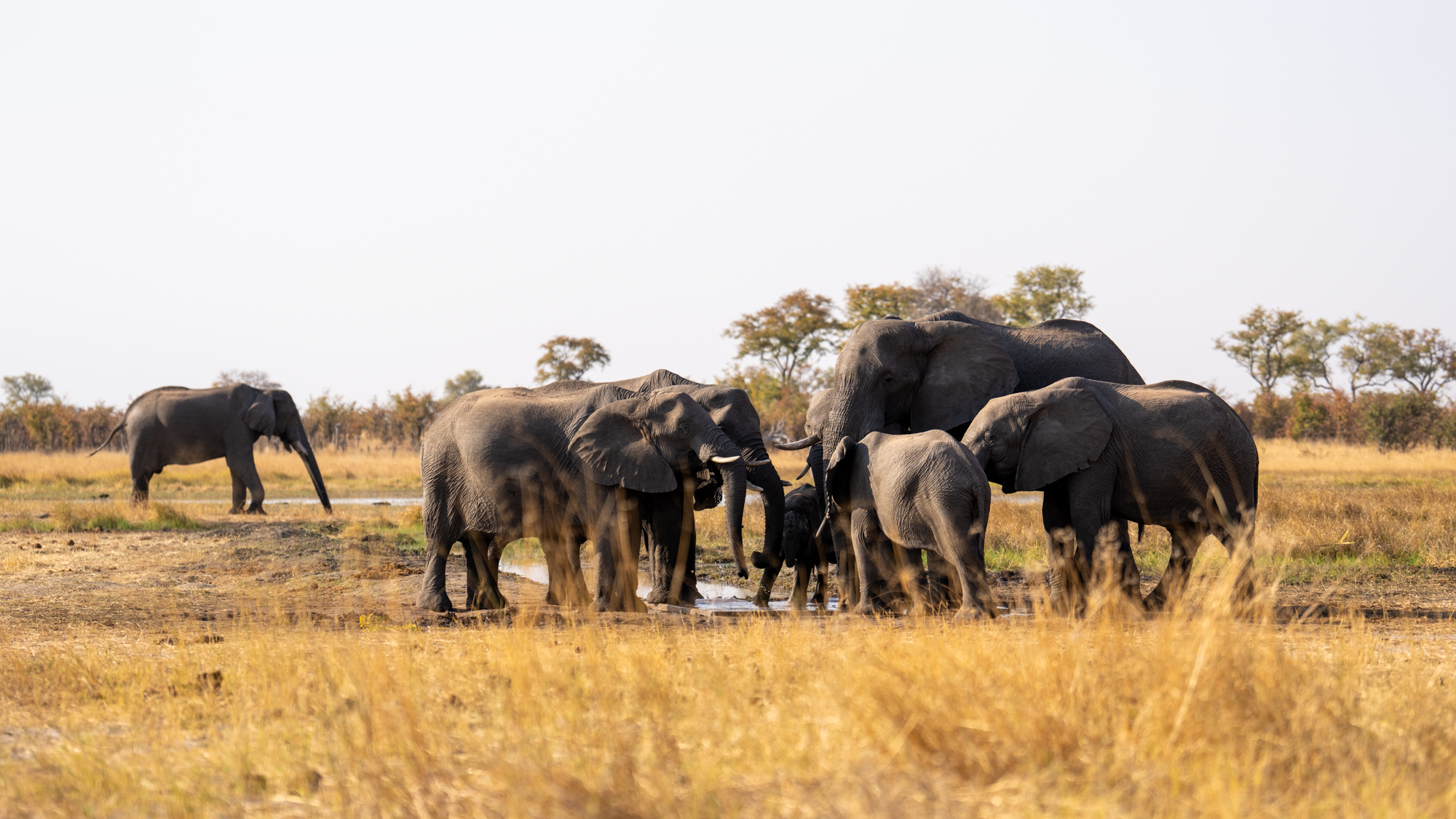 Les Éléphants africains au point d’eau