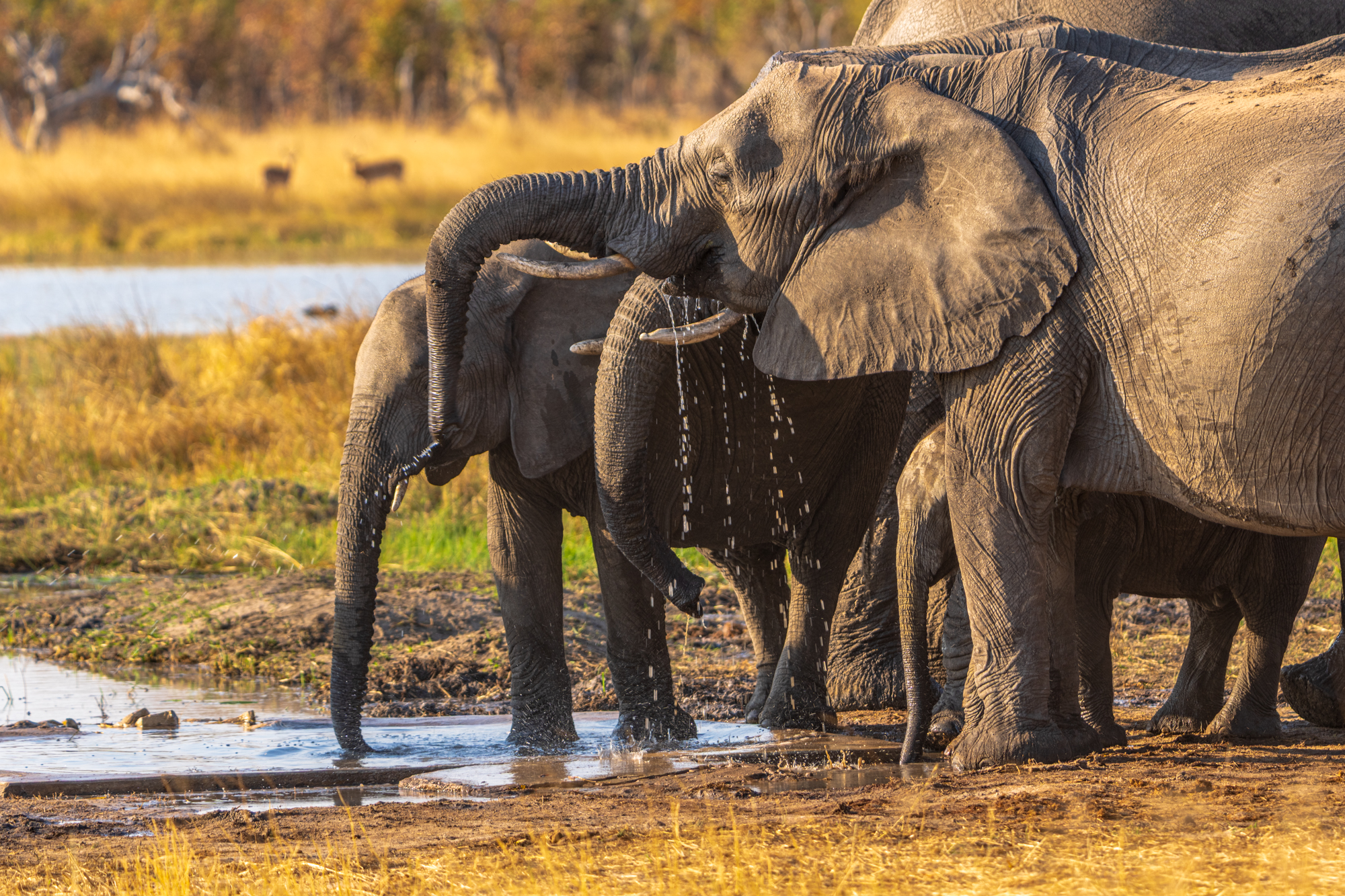 Les Éléphants au Point d’Eau