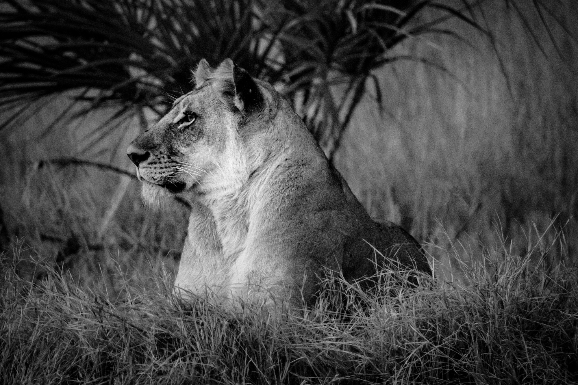 Les Lions du Delta-2