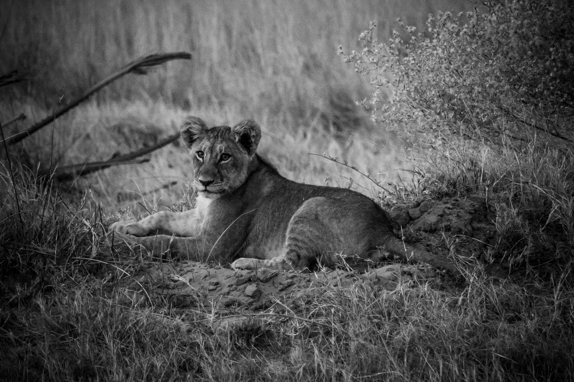 Les Lions du Delta-3