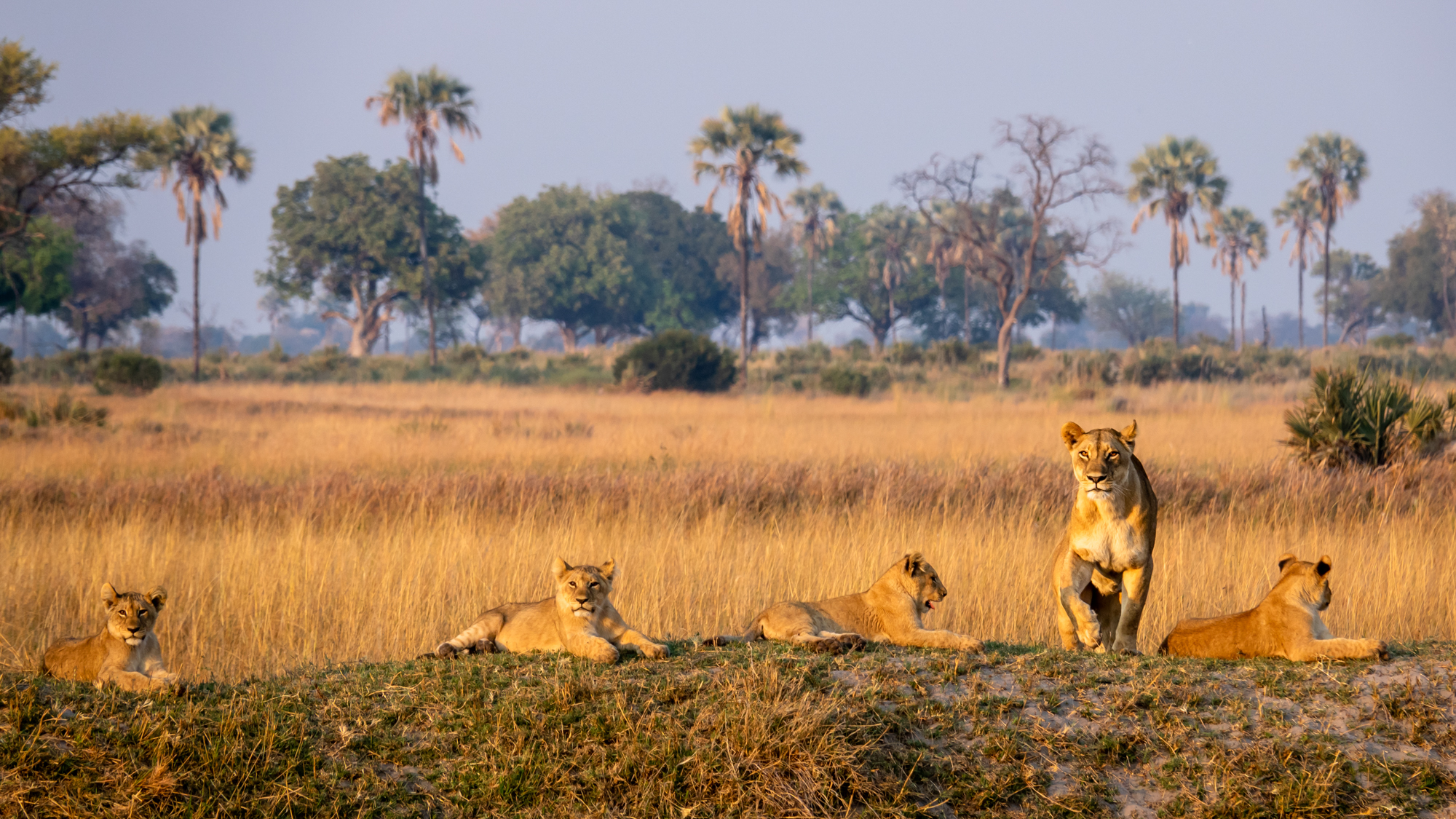 Les Lions du Delta-4
