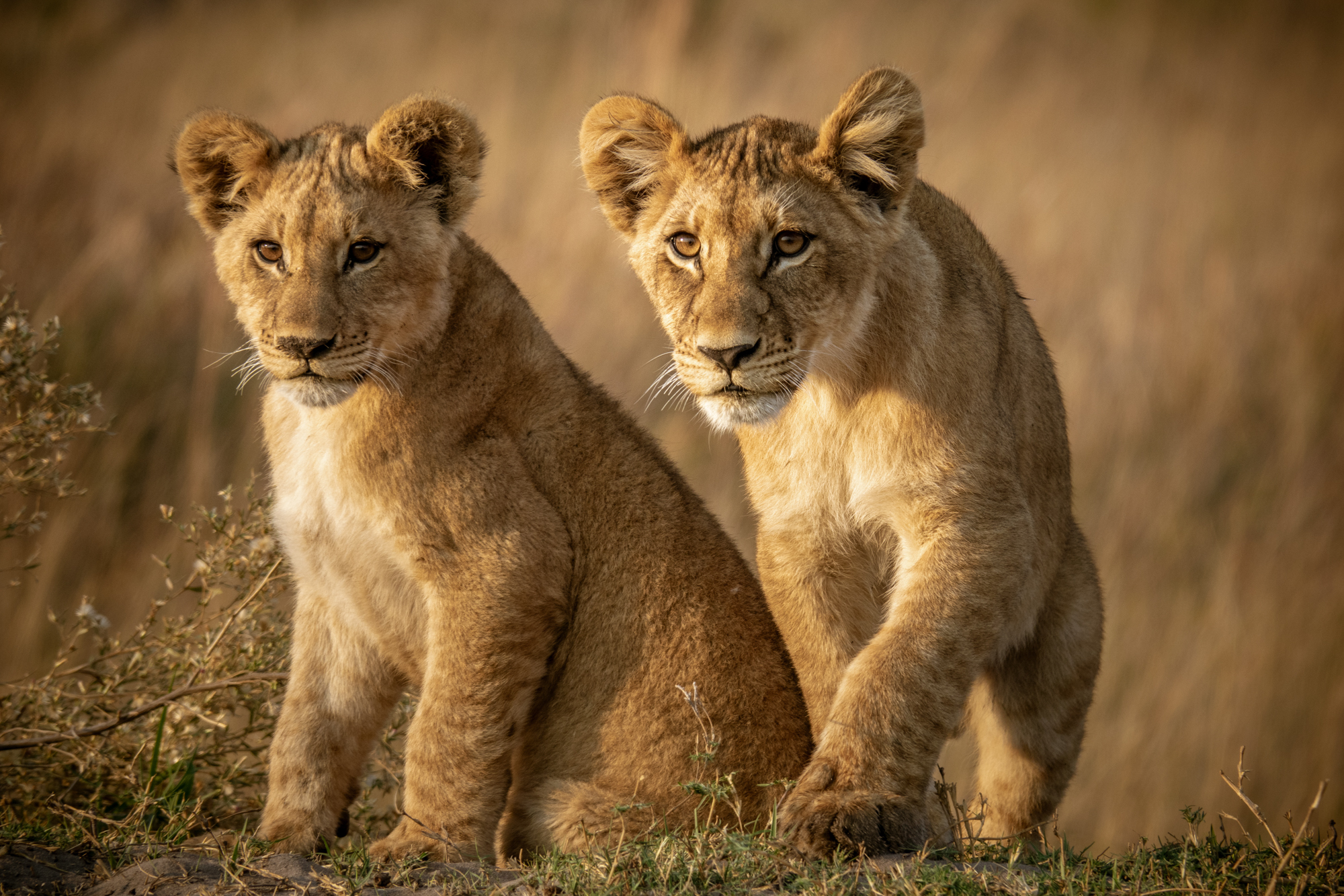 Les Lions du Delta-5