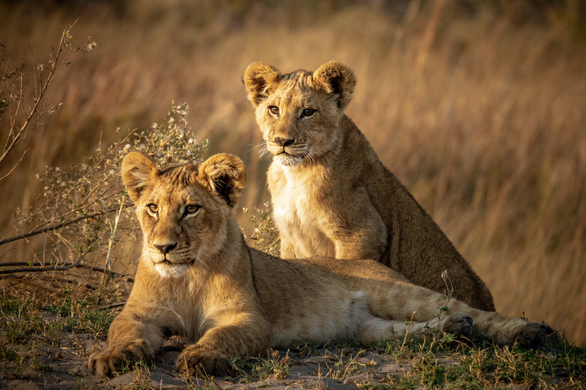 Les Lions du Delta-6