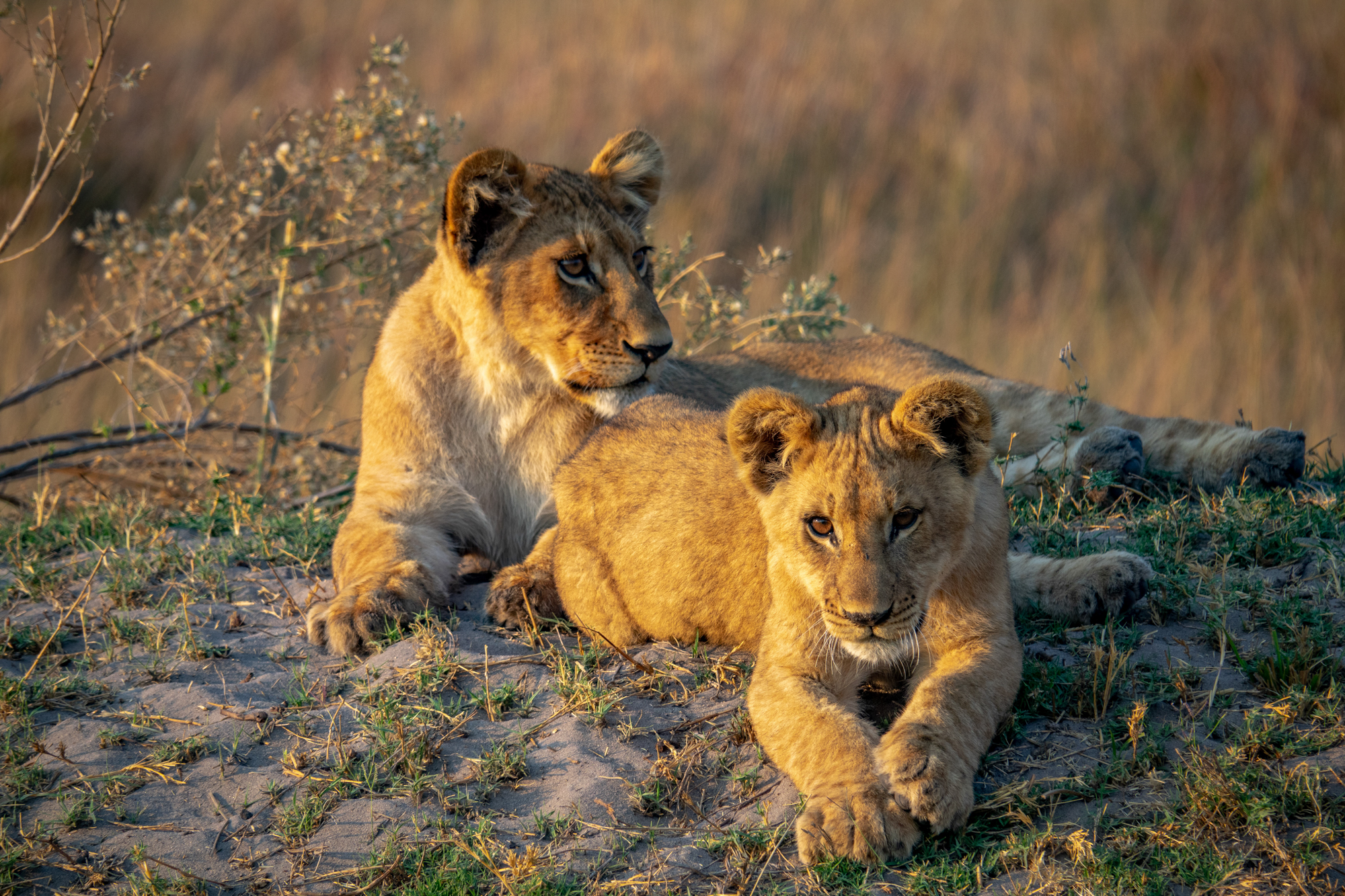 Les Lions du Delta-7