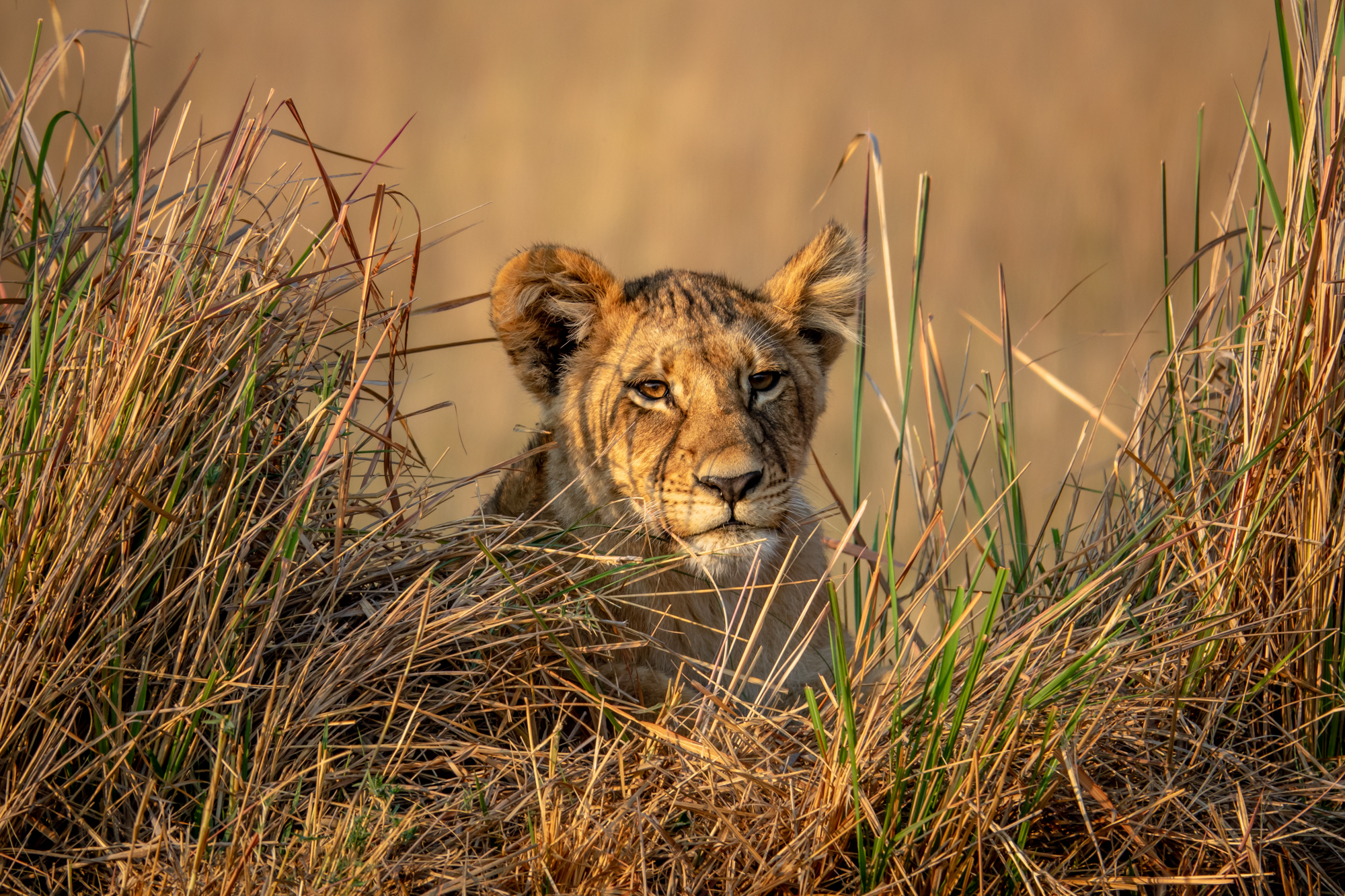 Les Lions du Delta-8