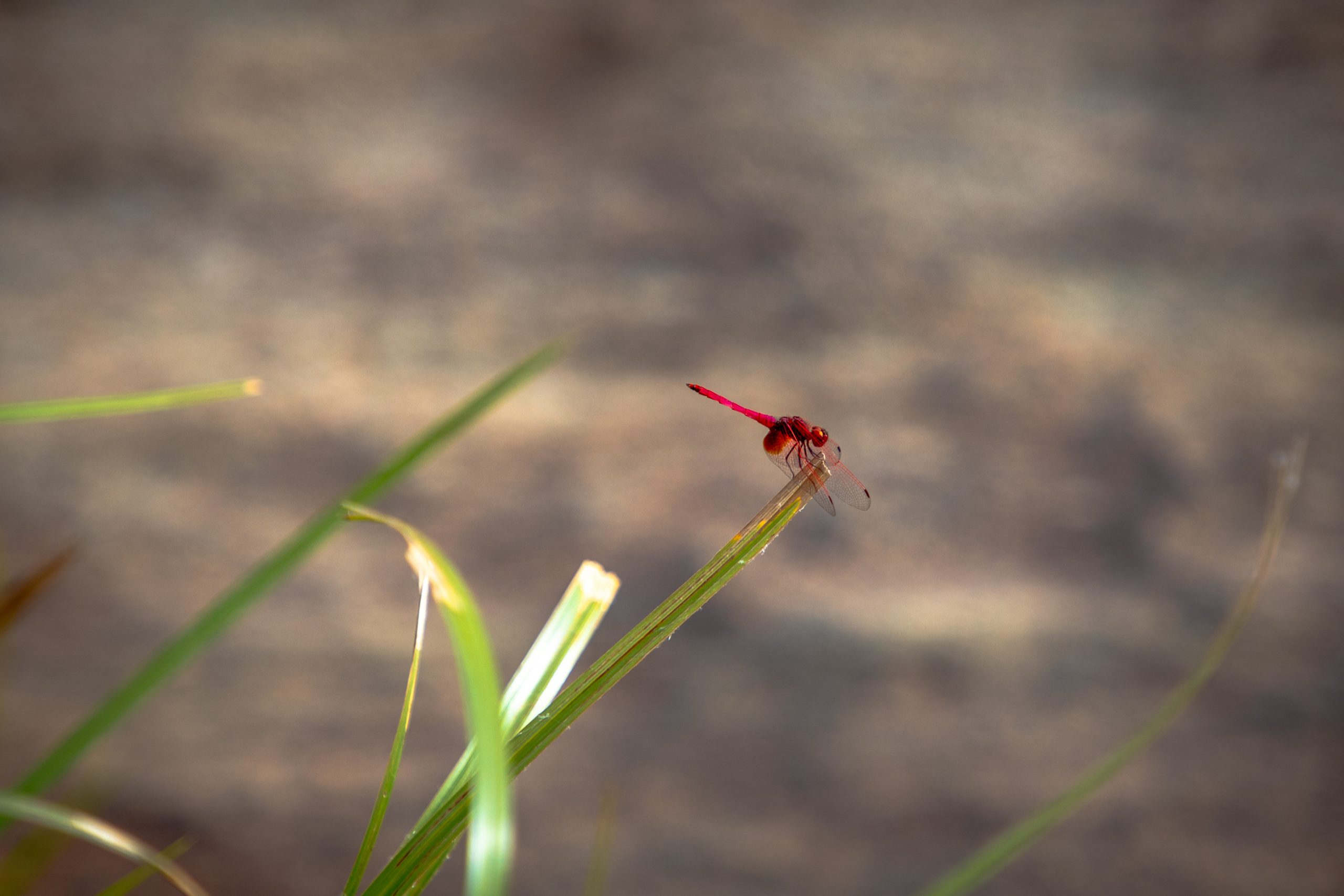 Libellule écarlate sur tige verte