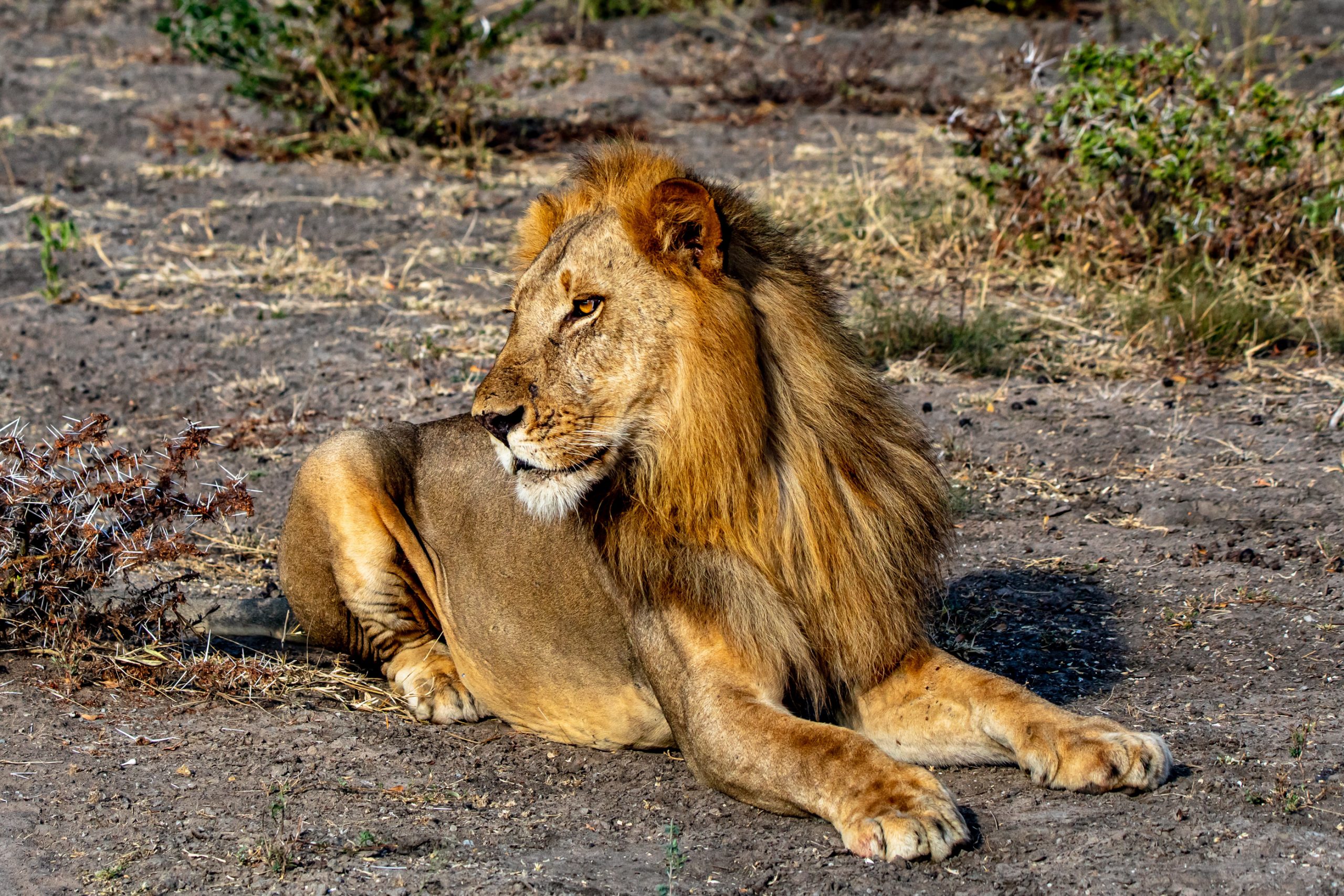 Lion d’Afrique au repos