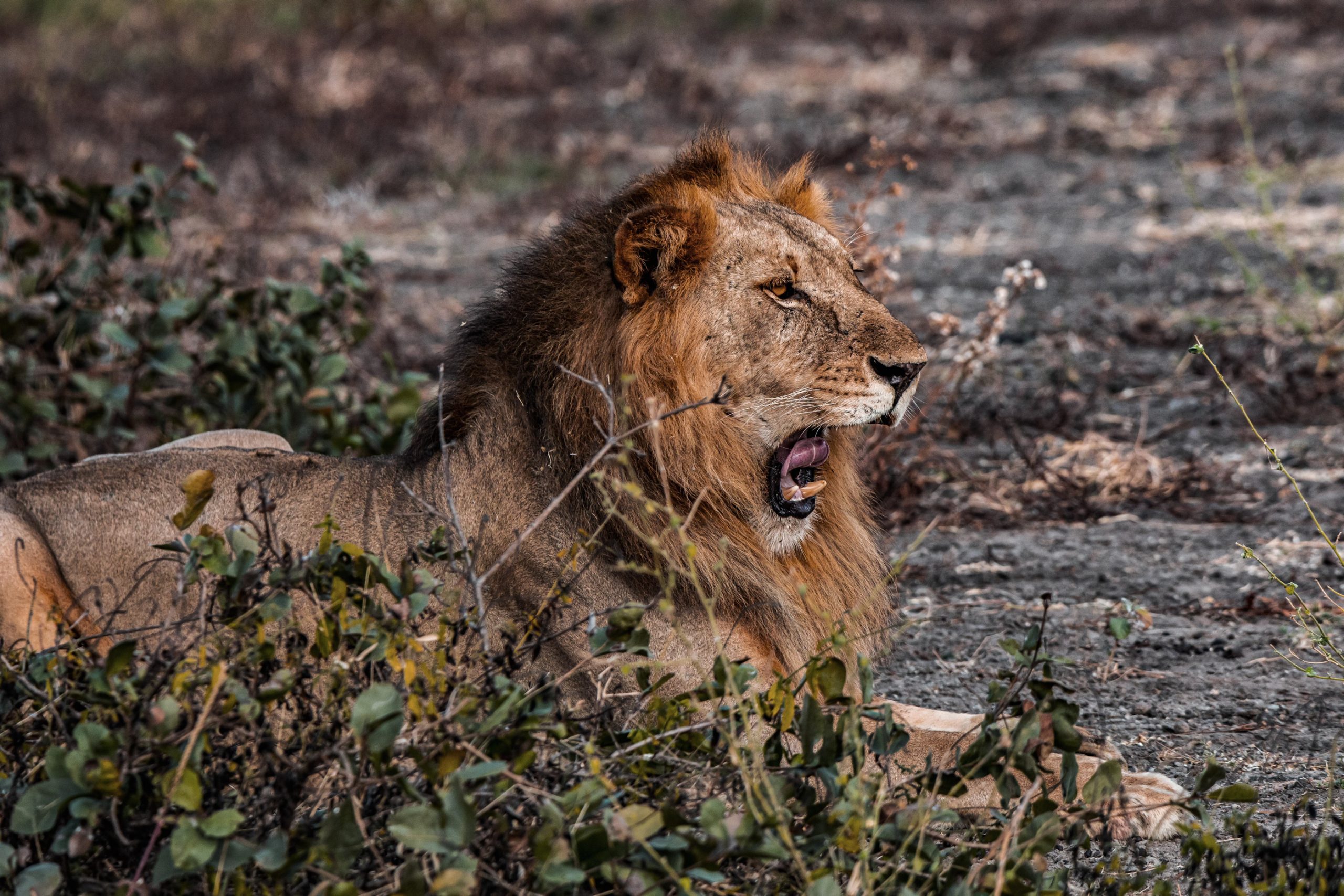 Lion d’Afrique couché en savane