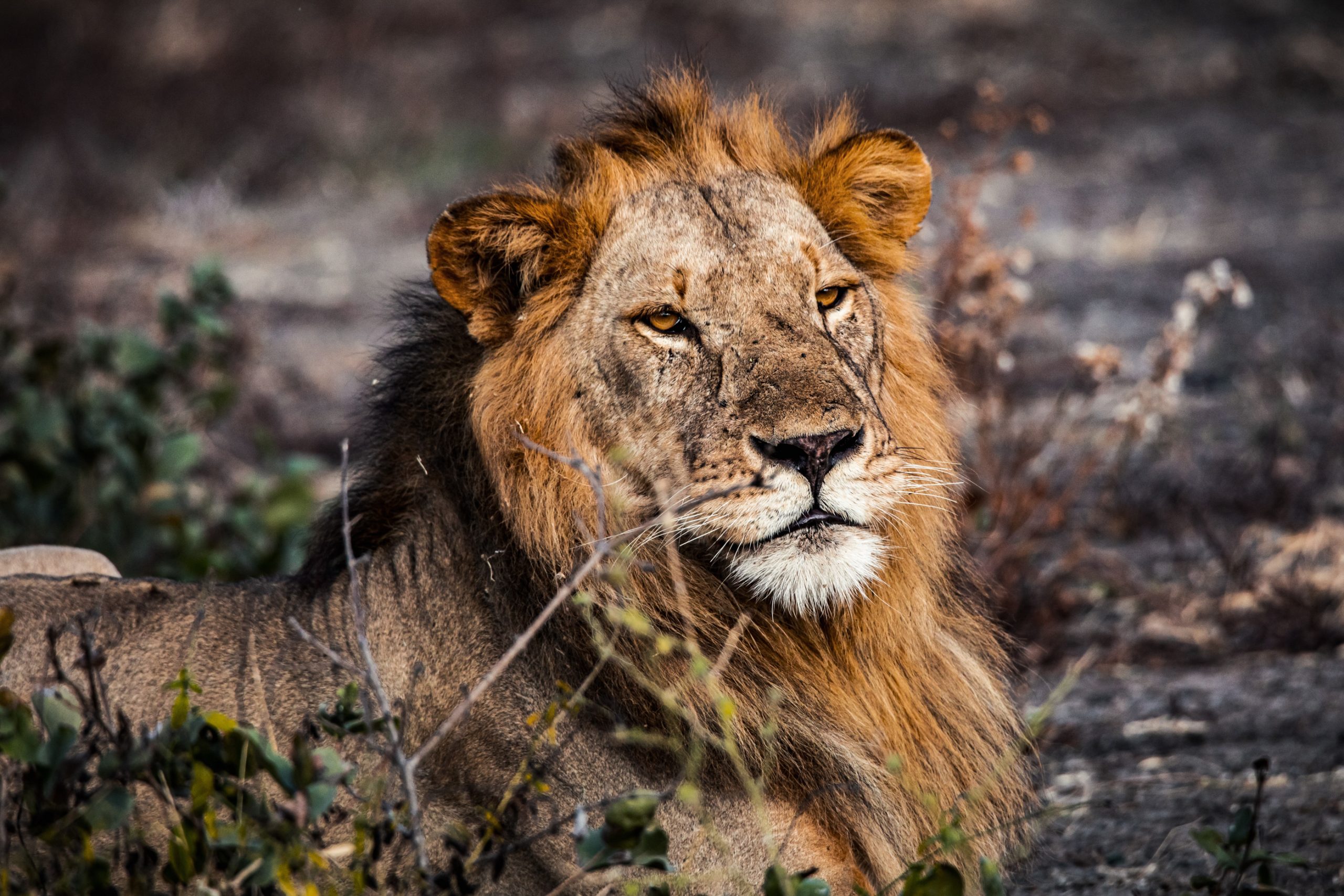 Lion d’Afrique en gros plan