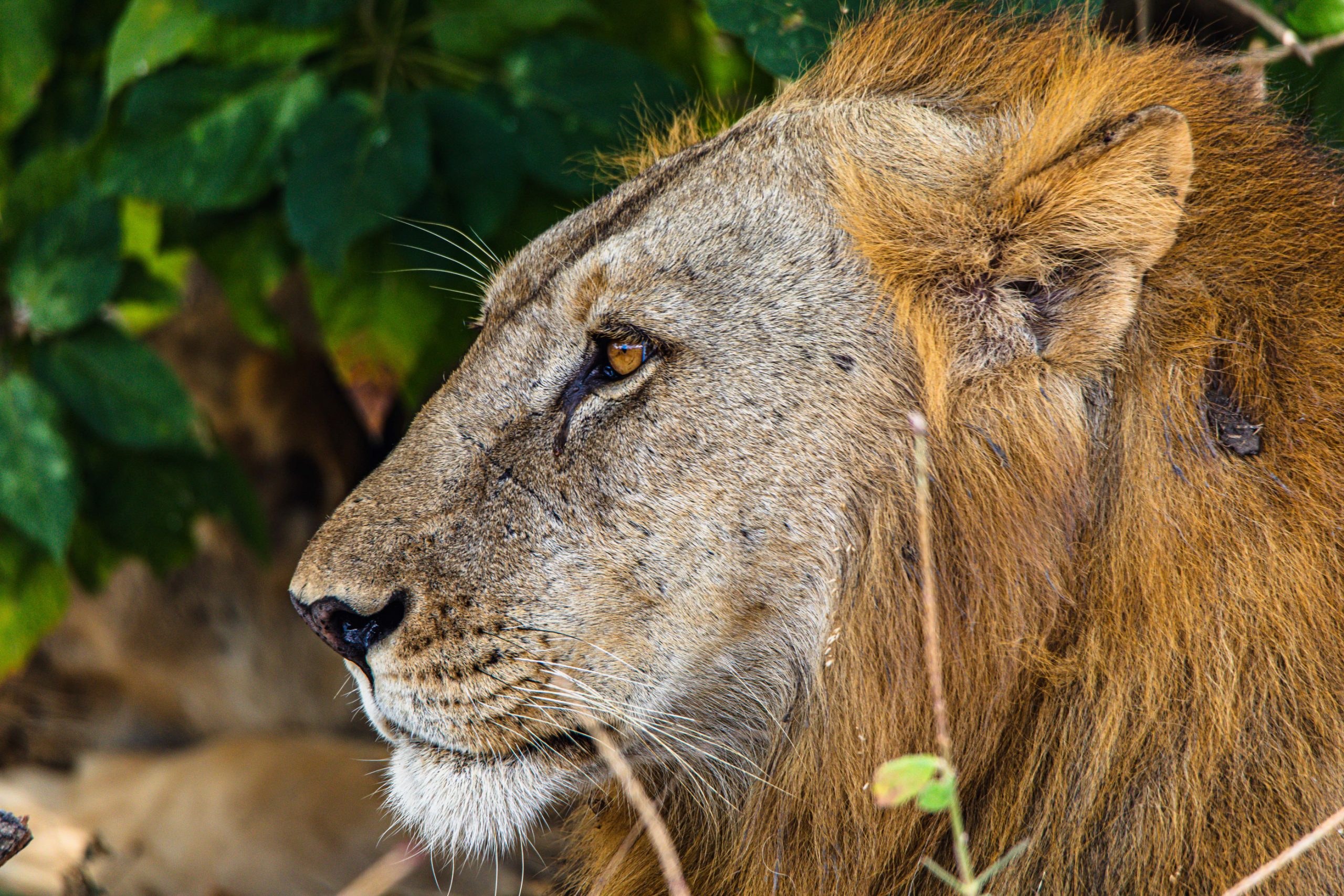 Lion d’Afrique en profil