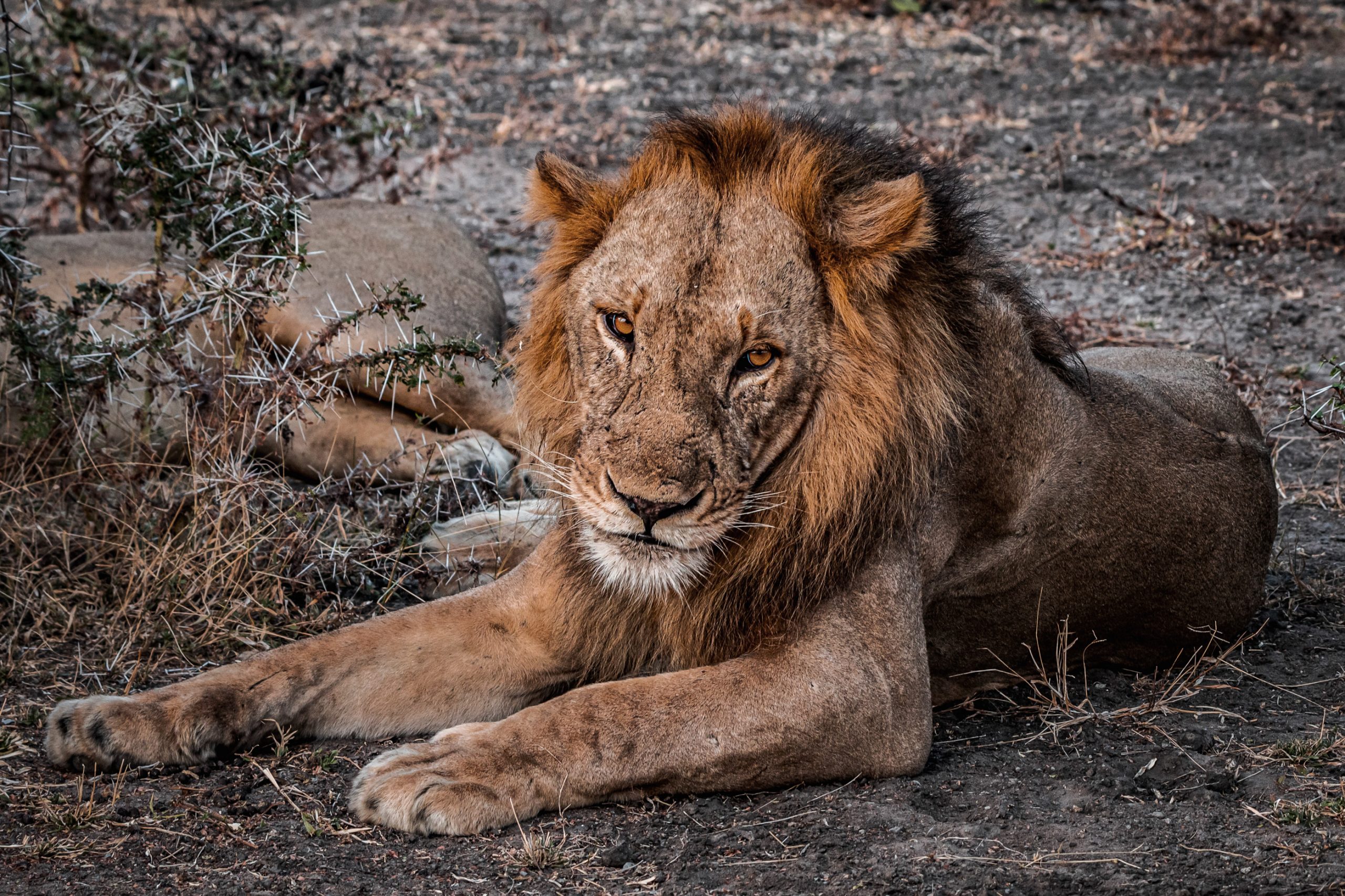 Lion mâle africain au repos