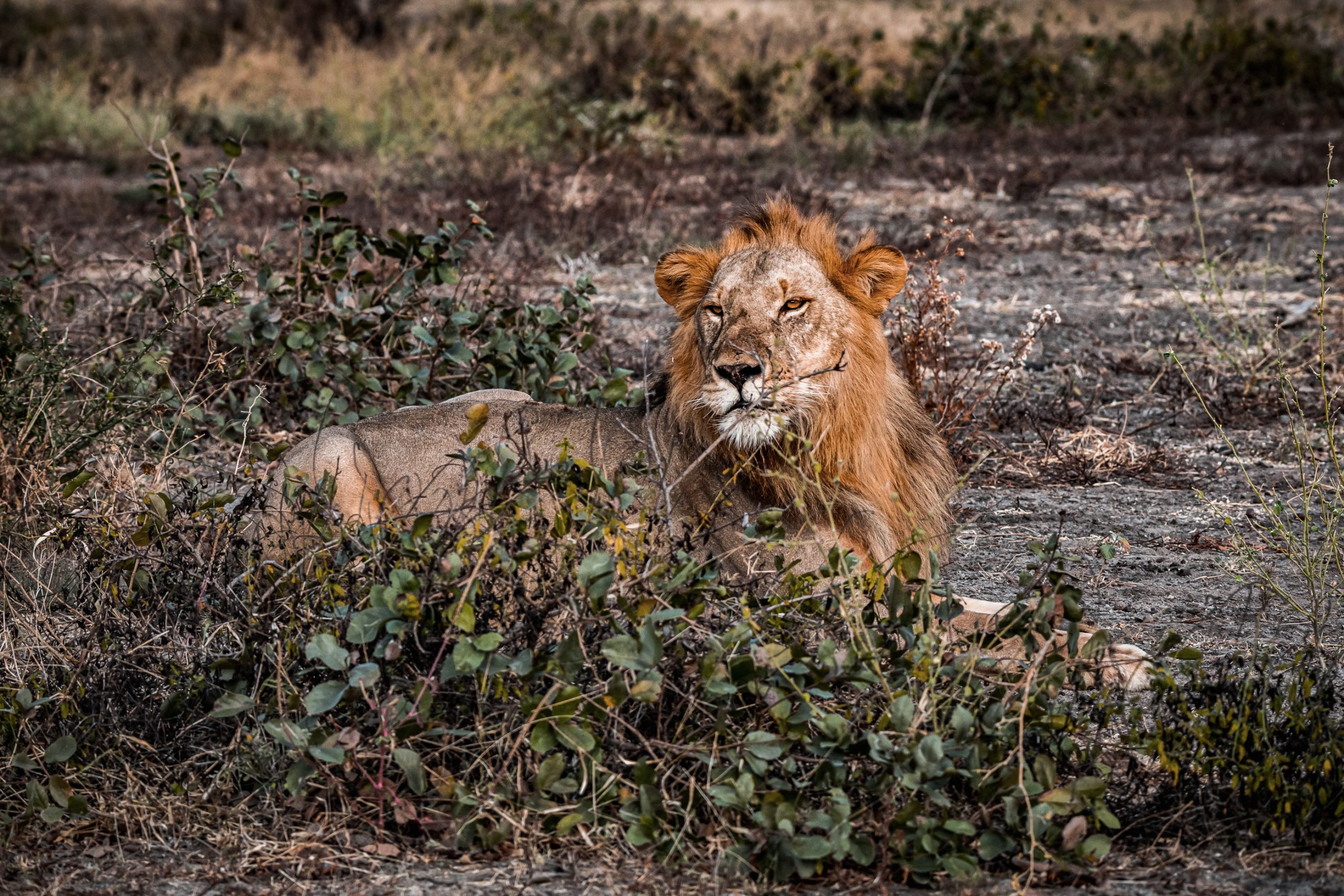 Lion mâle couché en brousse