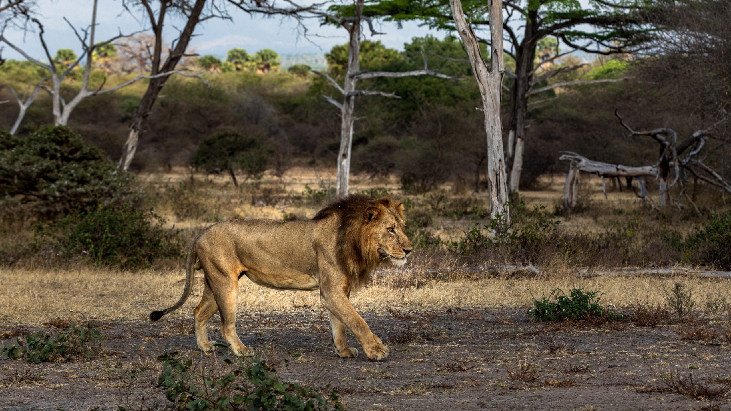 Lion mâle dans le Serengeti