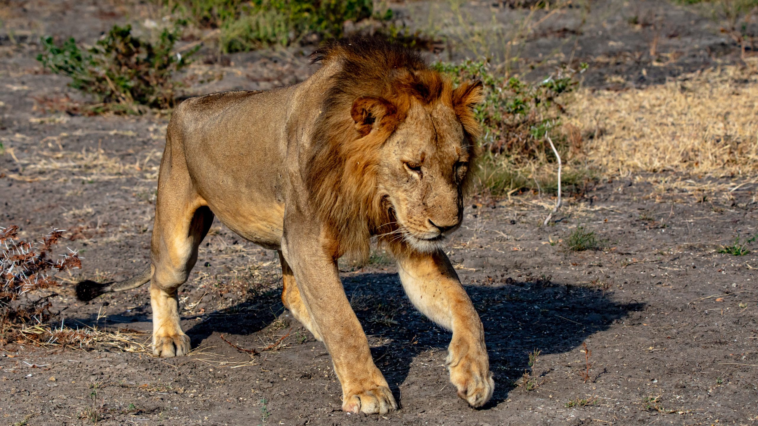 Lion mâle en marche