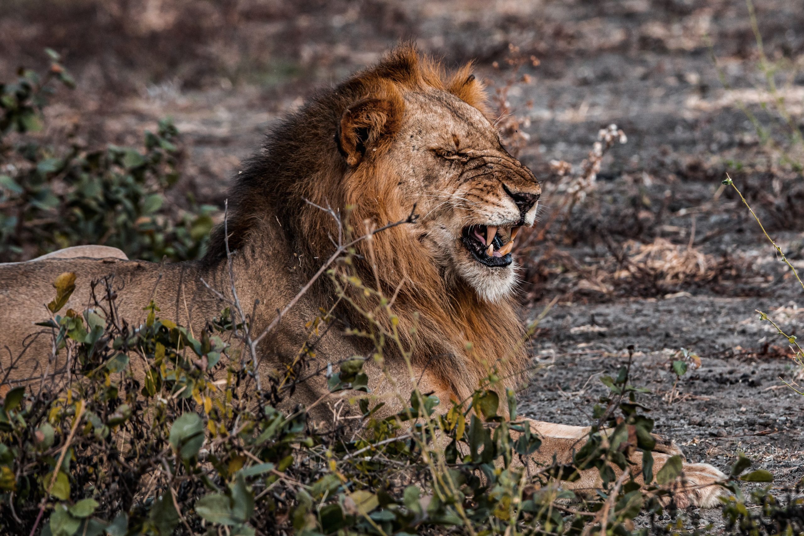 Lion mâle rugissant