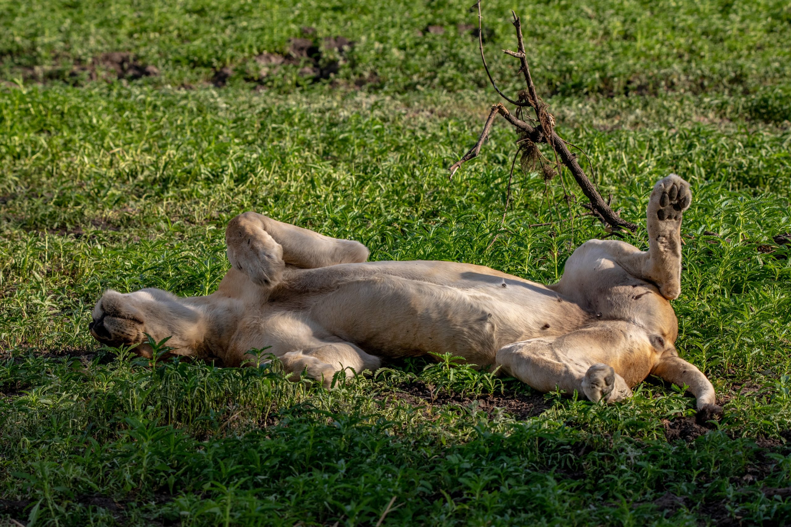Lionne Allongée Sur Herbe