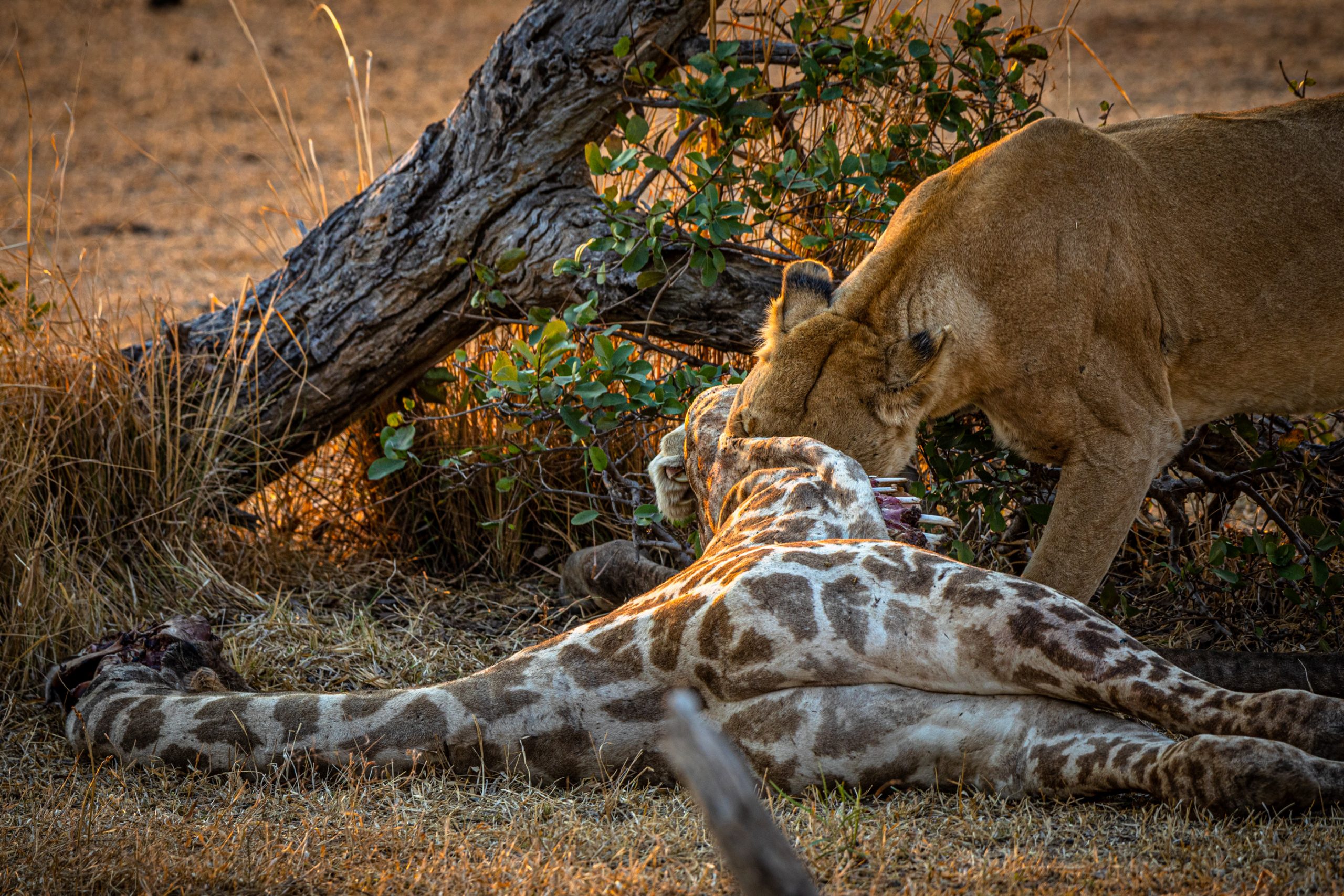 Lionne Dévorant Girafe