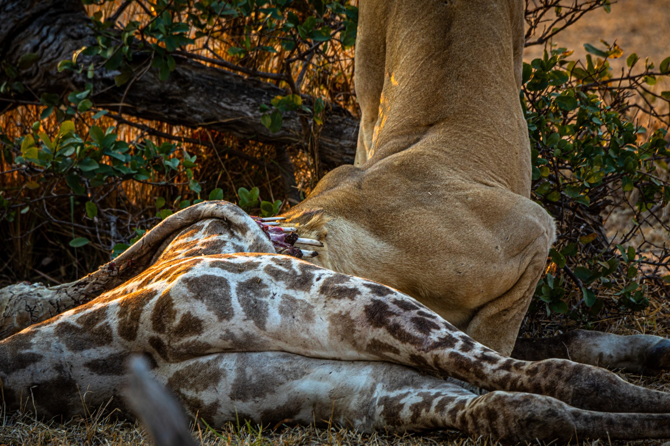 Lionne Dévorant Une Girafe
