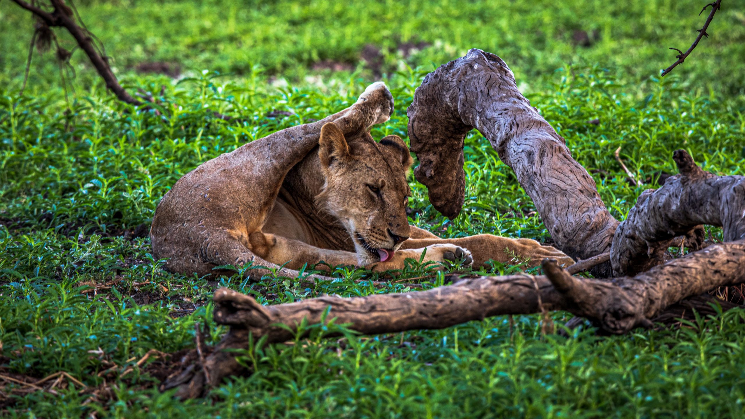 Lionne Léchant Sa Patte