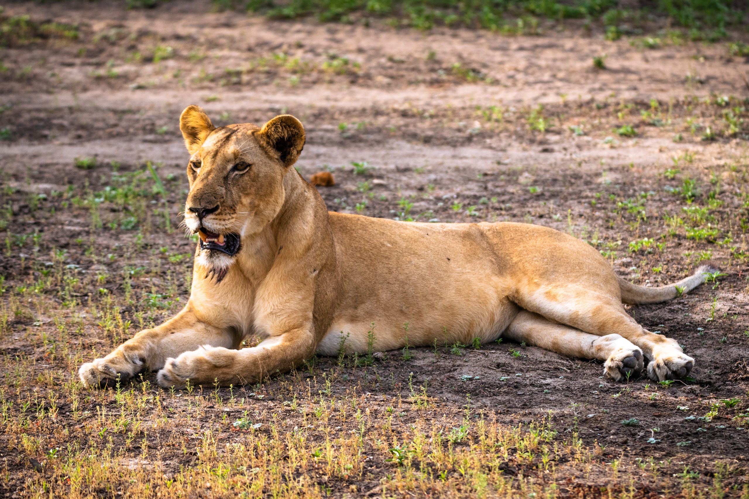 Lionne allongée dans la savane