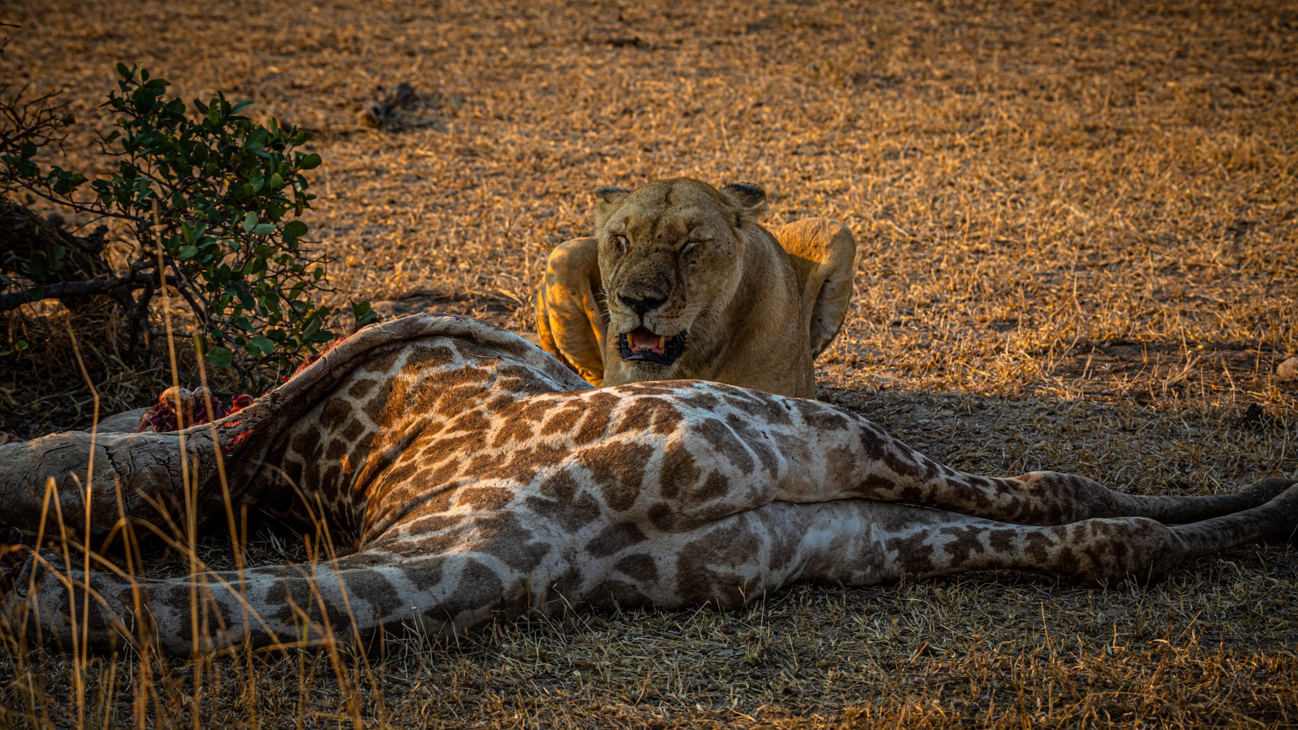 Lionne au festin de girafe