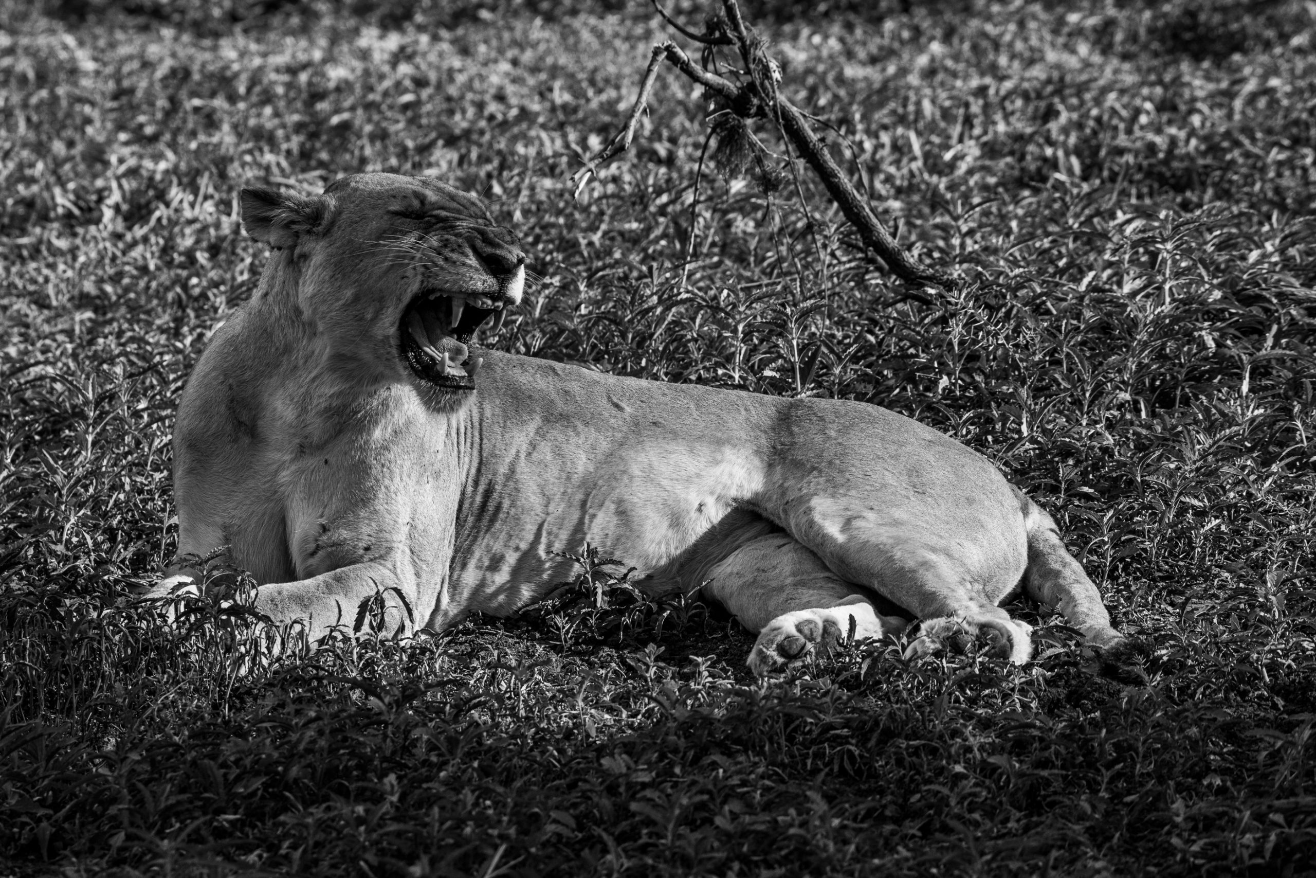 Lionne bâillant dans la savane
