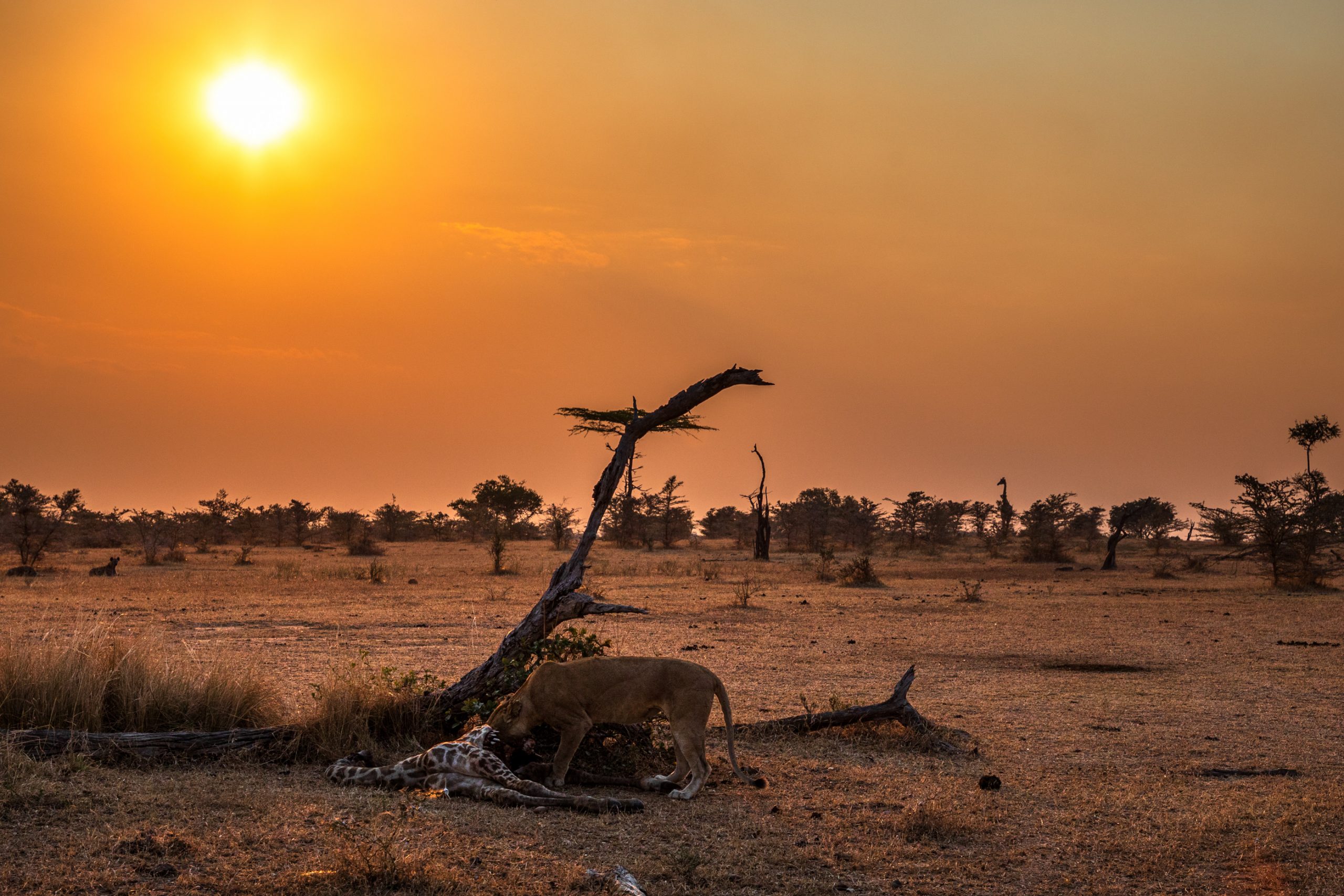 Lionne dévorant girafe au crépuscule