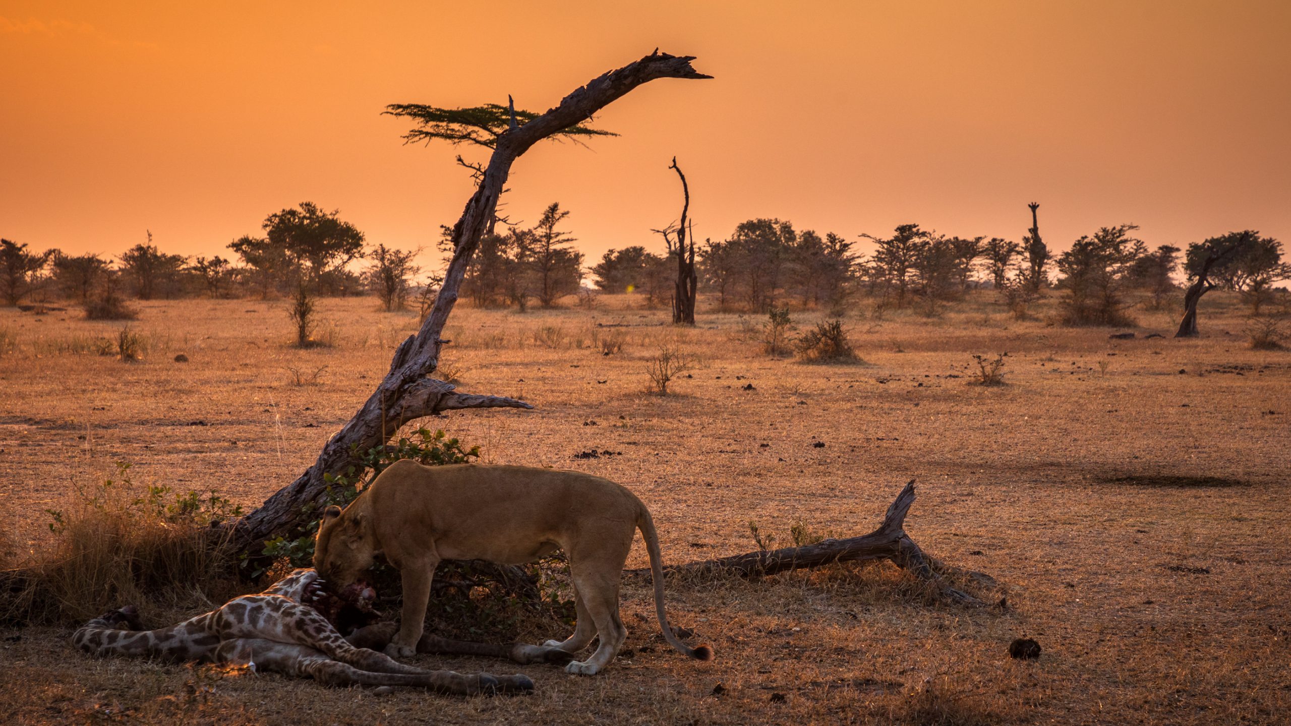 Lionne dévorant girafe dans la savane
