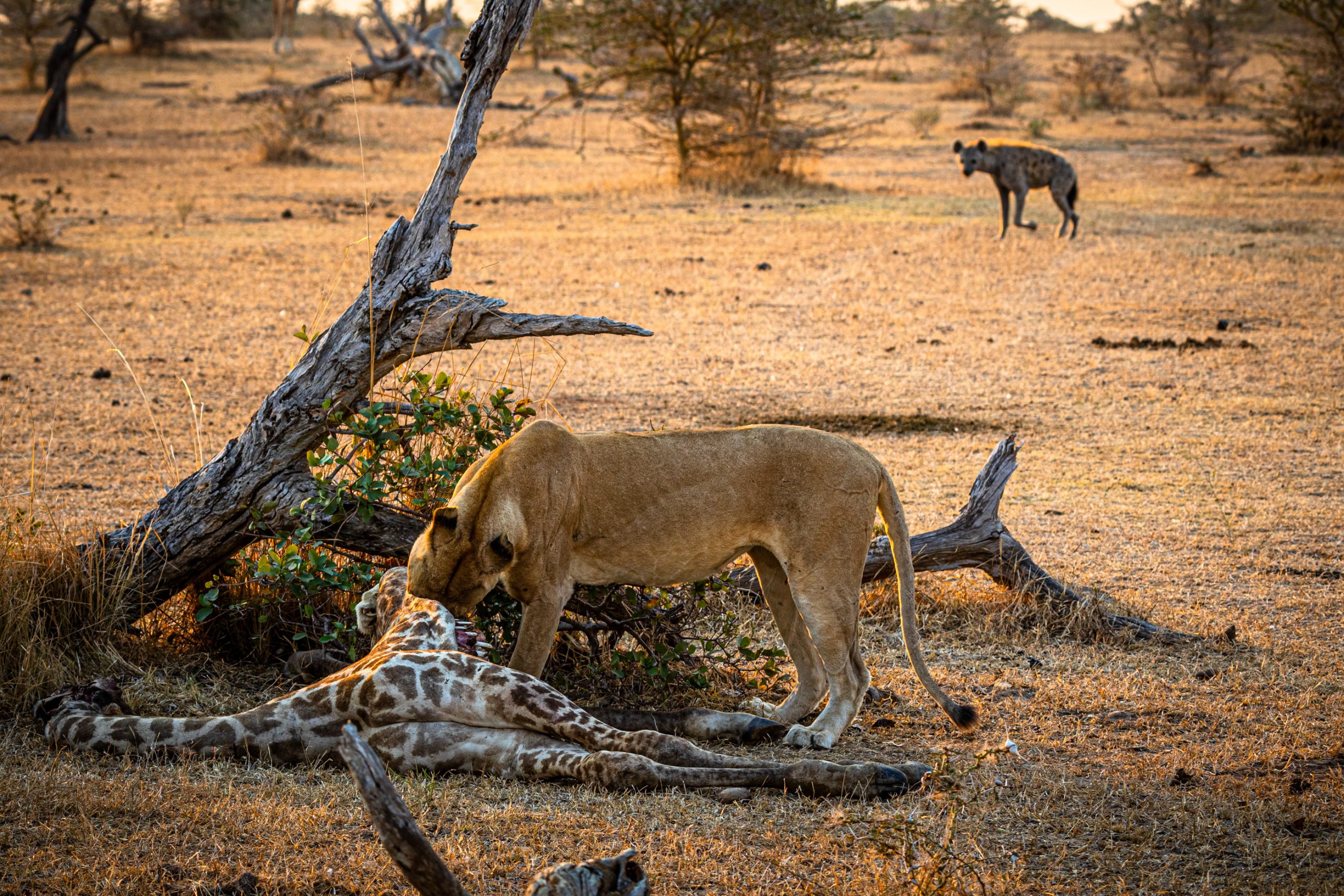 Lionne dévorant girafe en savane