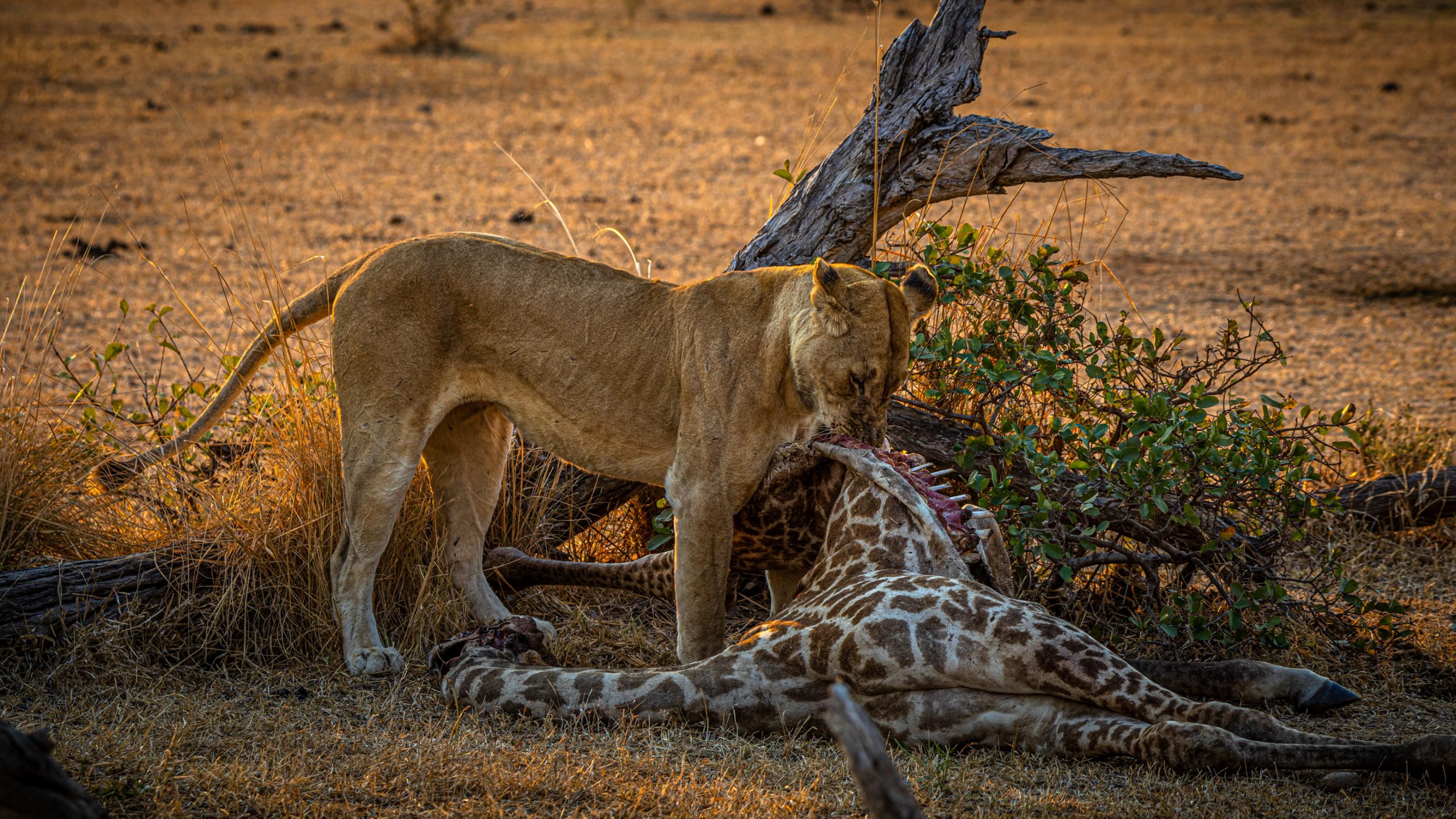 Lionne dévorant girafe réticulée