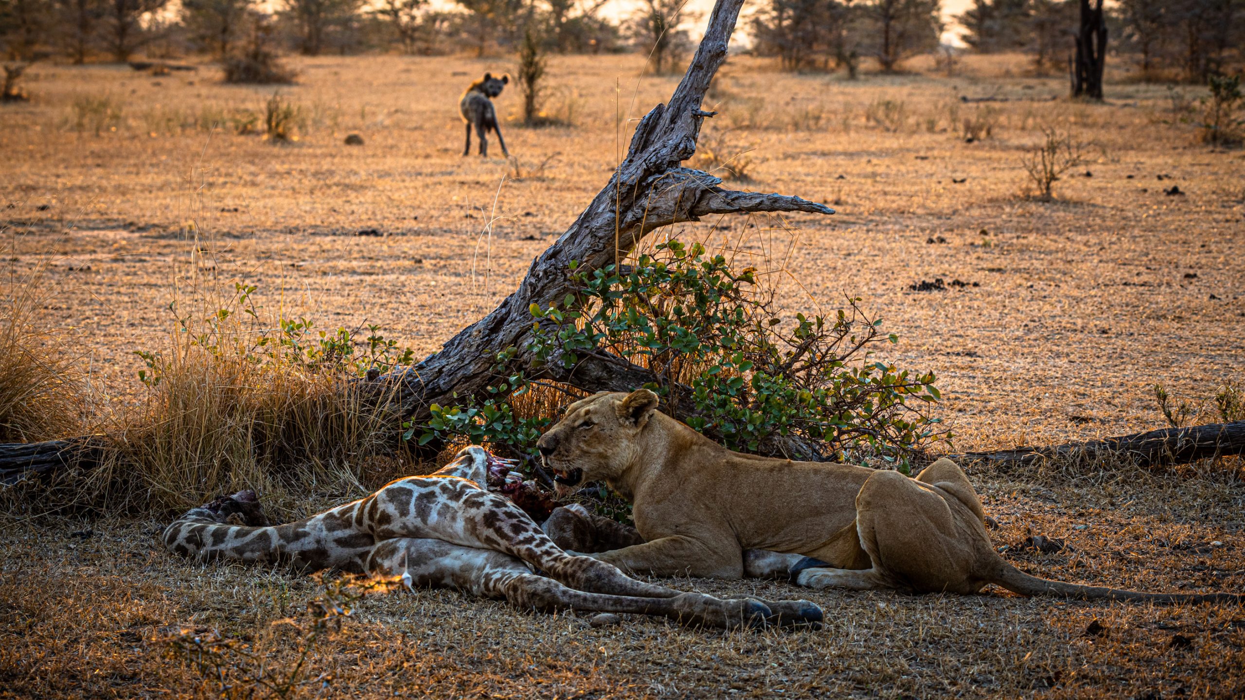 Lionne dévorant la carcasse d’une girafe