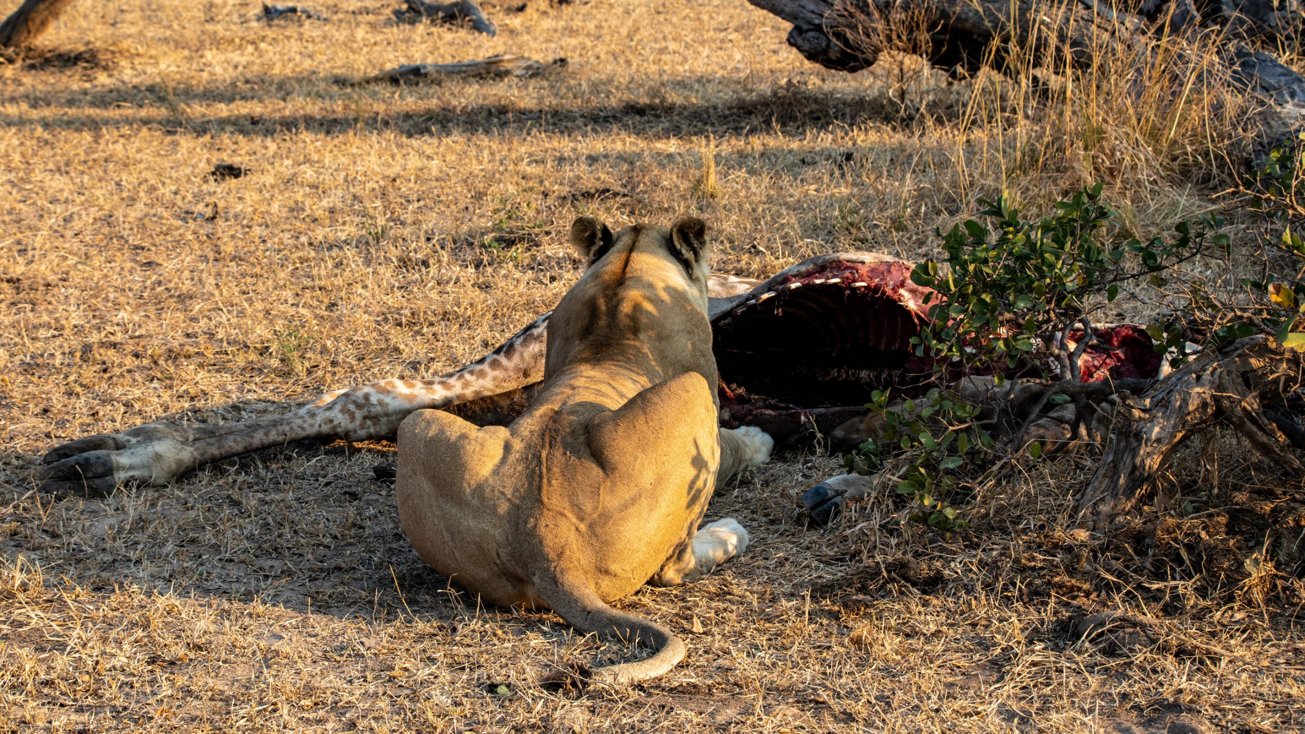 Lionne dévorant une carcasse de girafe