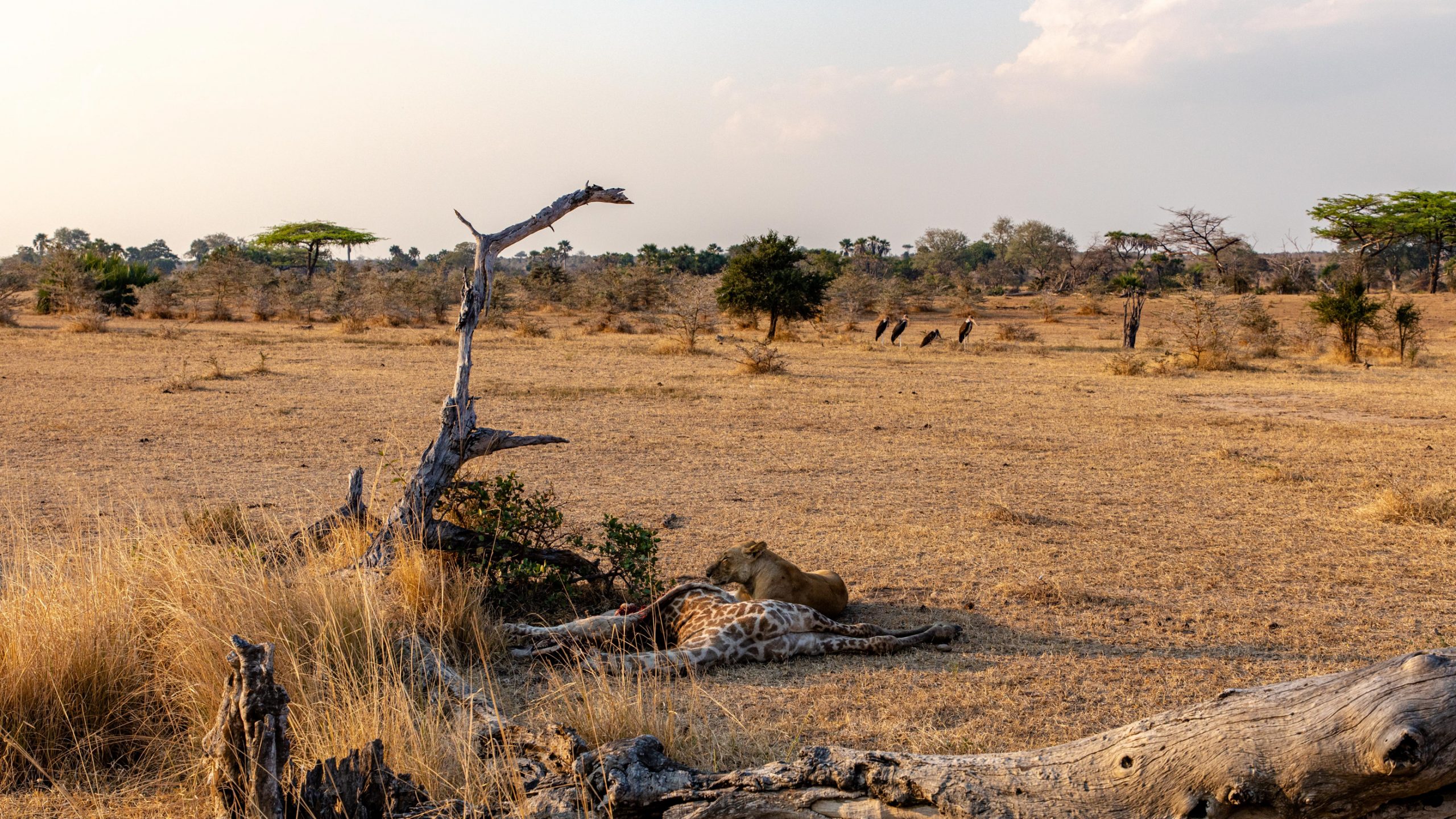 Lionne dévorant une girafe africaine