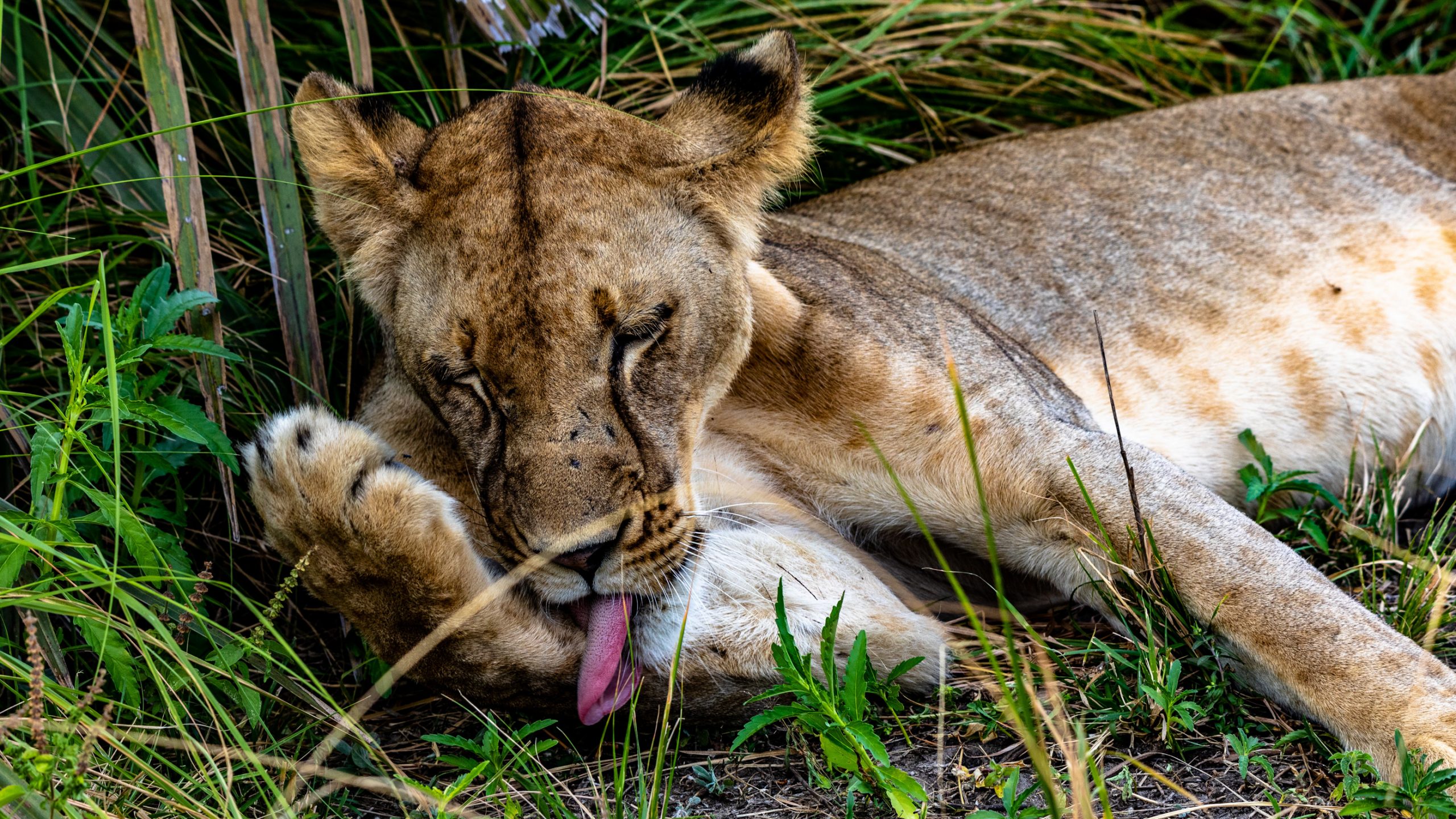 Lionne en séance de toilettage