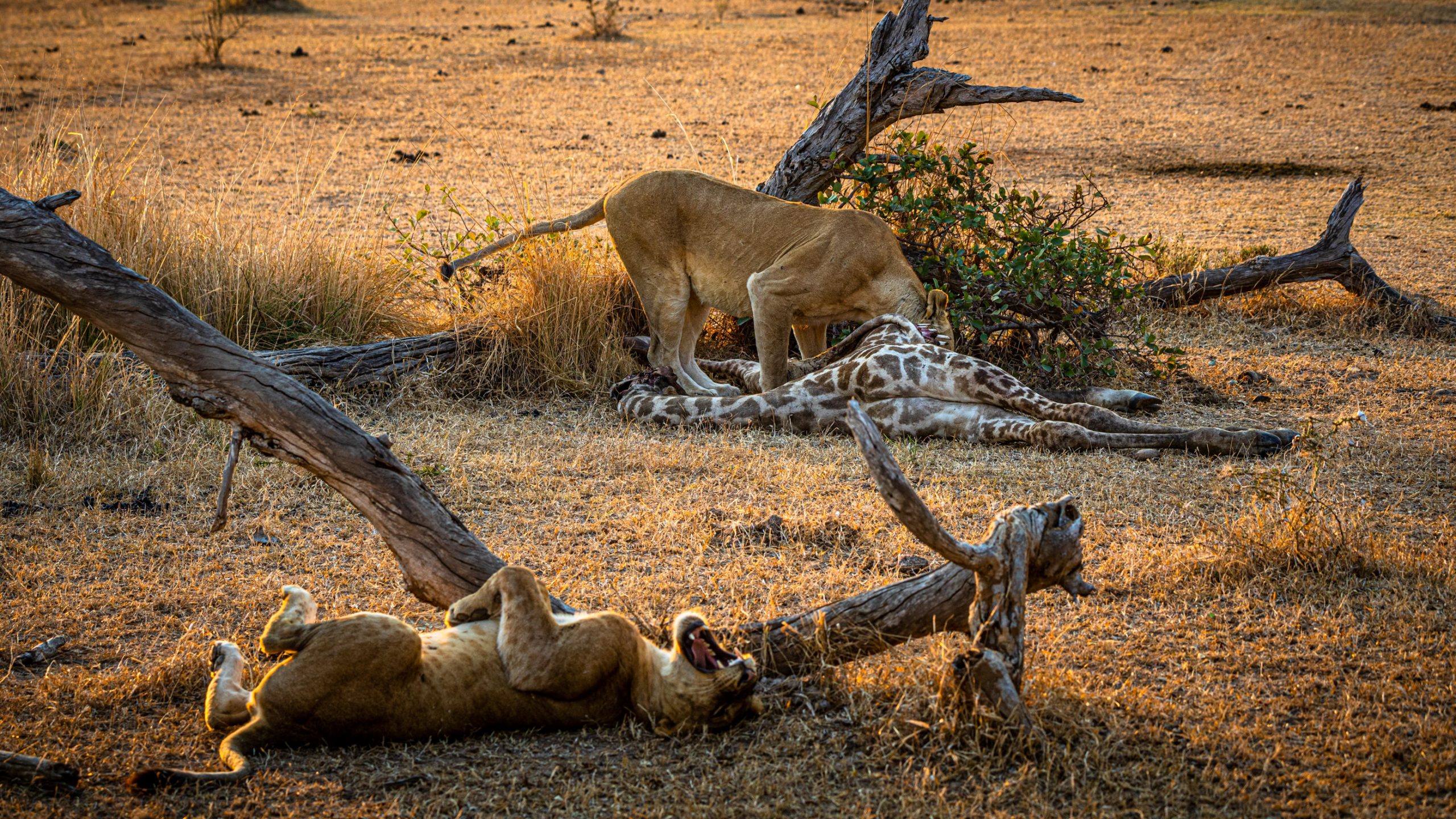 Lionnes dévorant carcasse de girafe