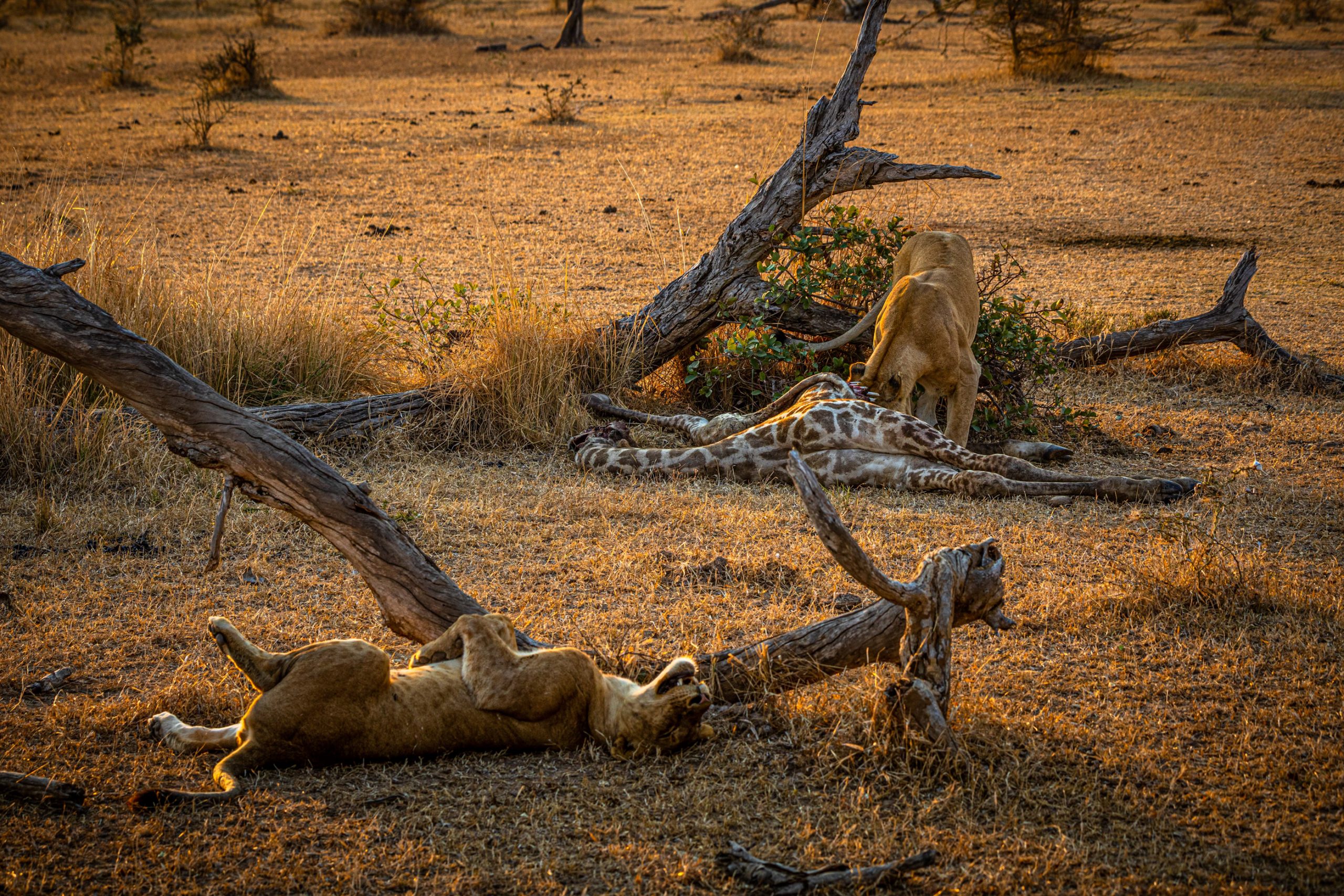 Lionnes dévorant une girafe