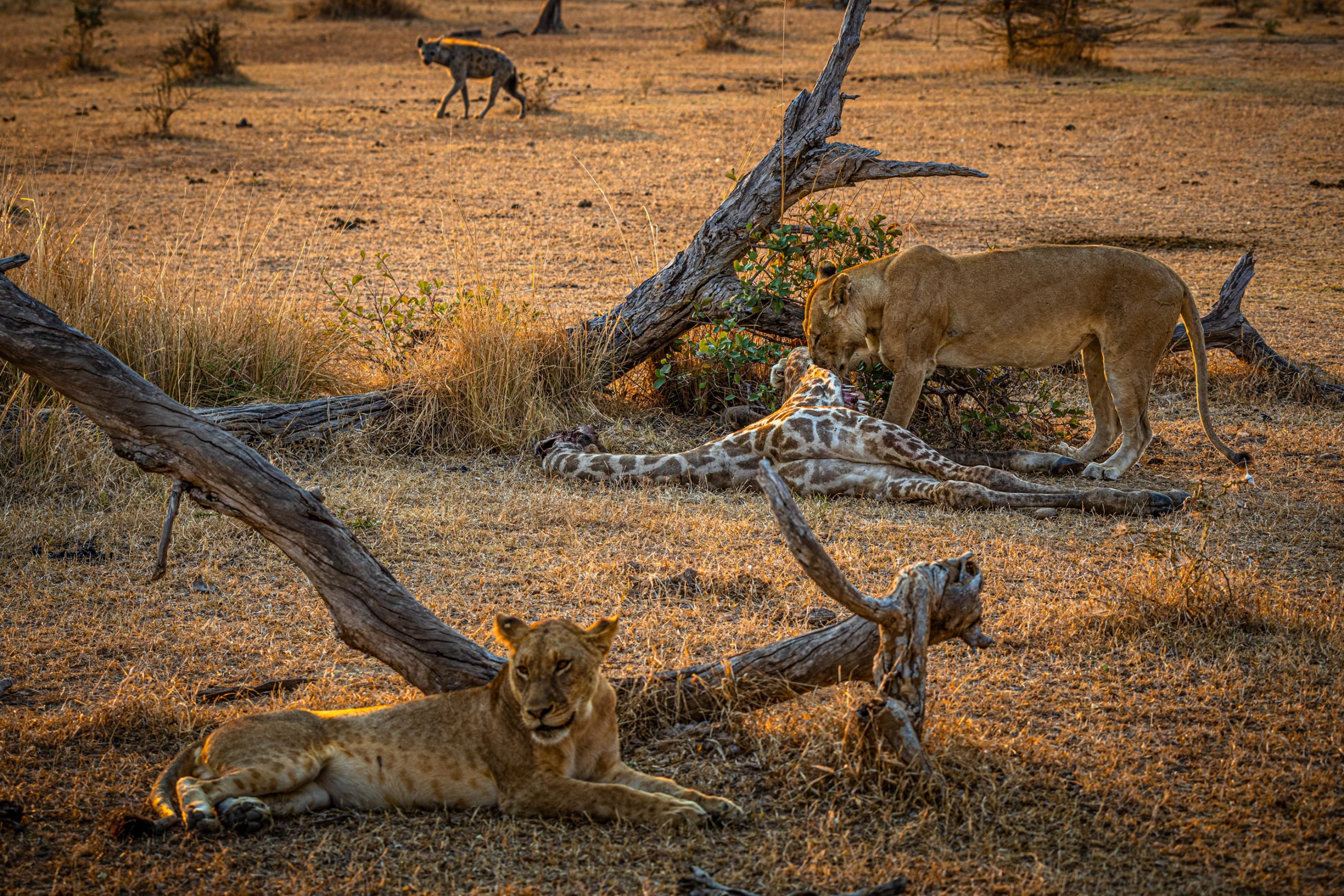 Lionnes et hyène tachetée dévorant girafe