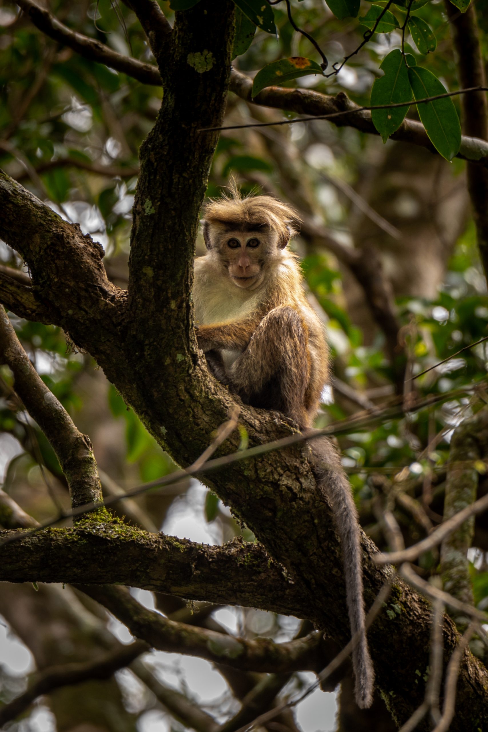 Macaque à toque perché en canopée