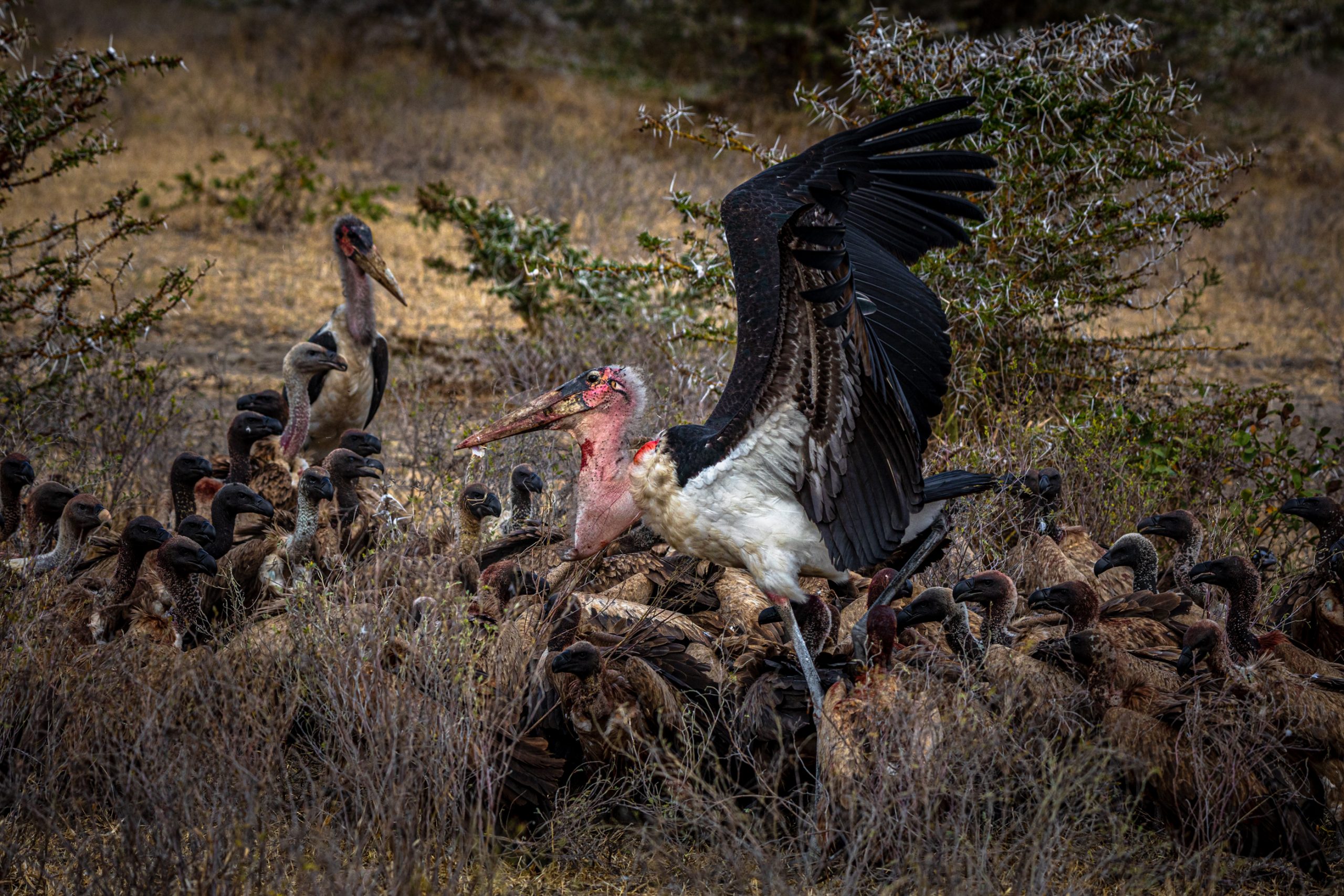 Marabout d’Afrique entouré de vautours