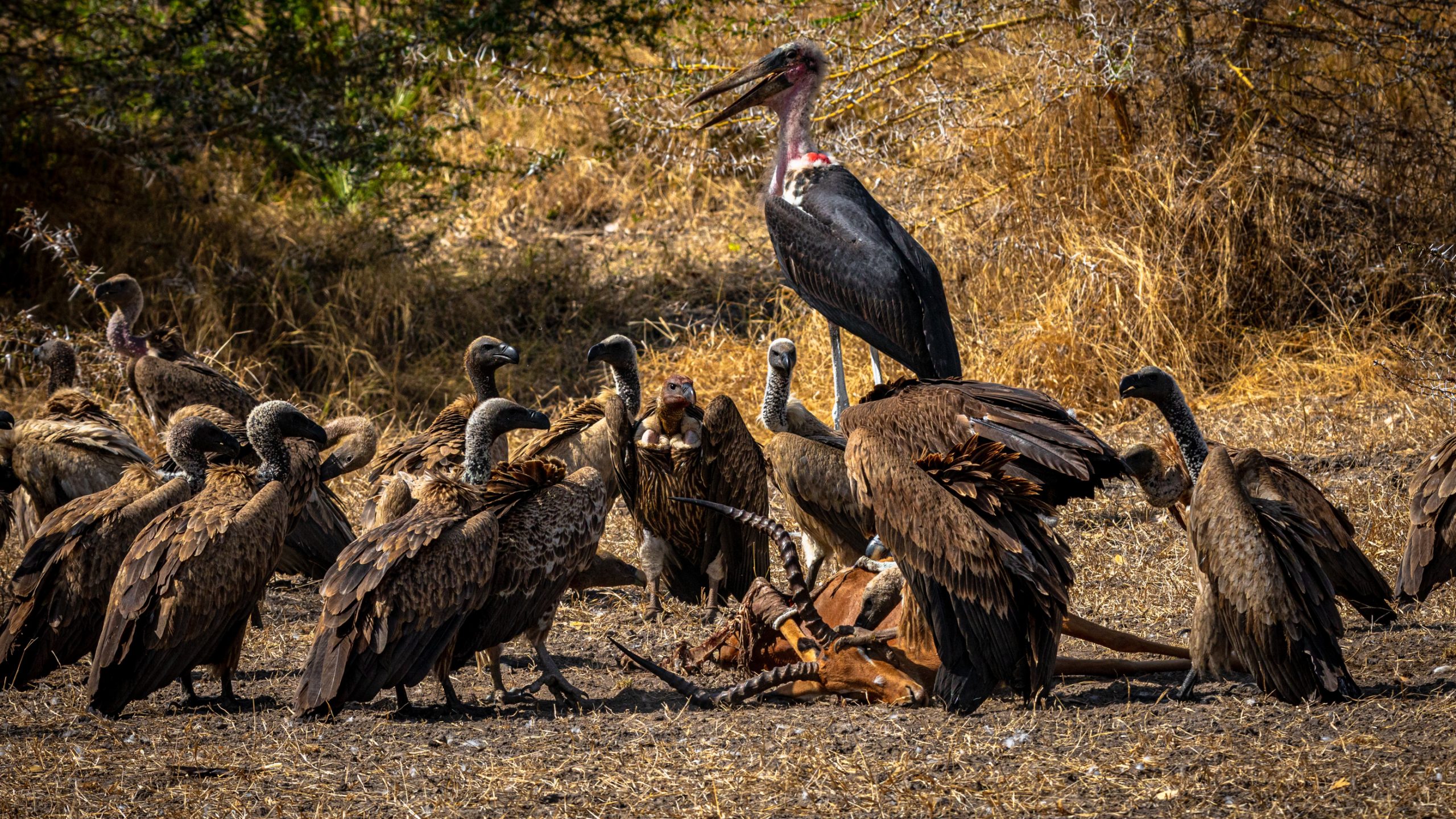 Marabout d’Afrique et vautours africains