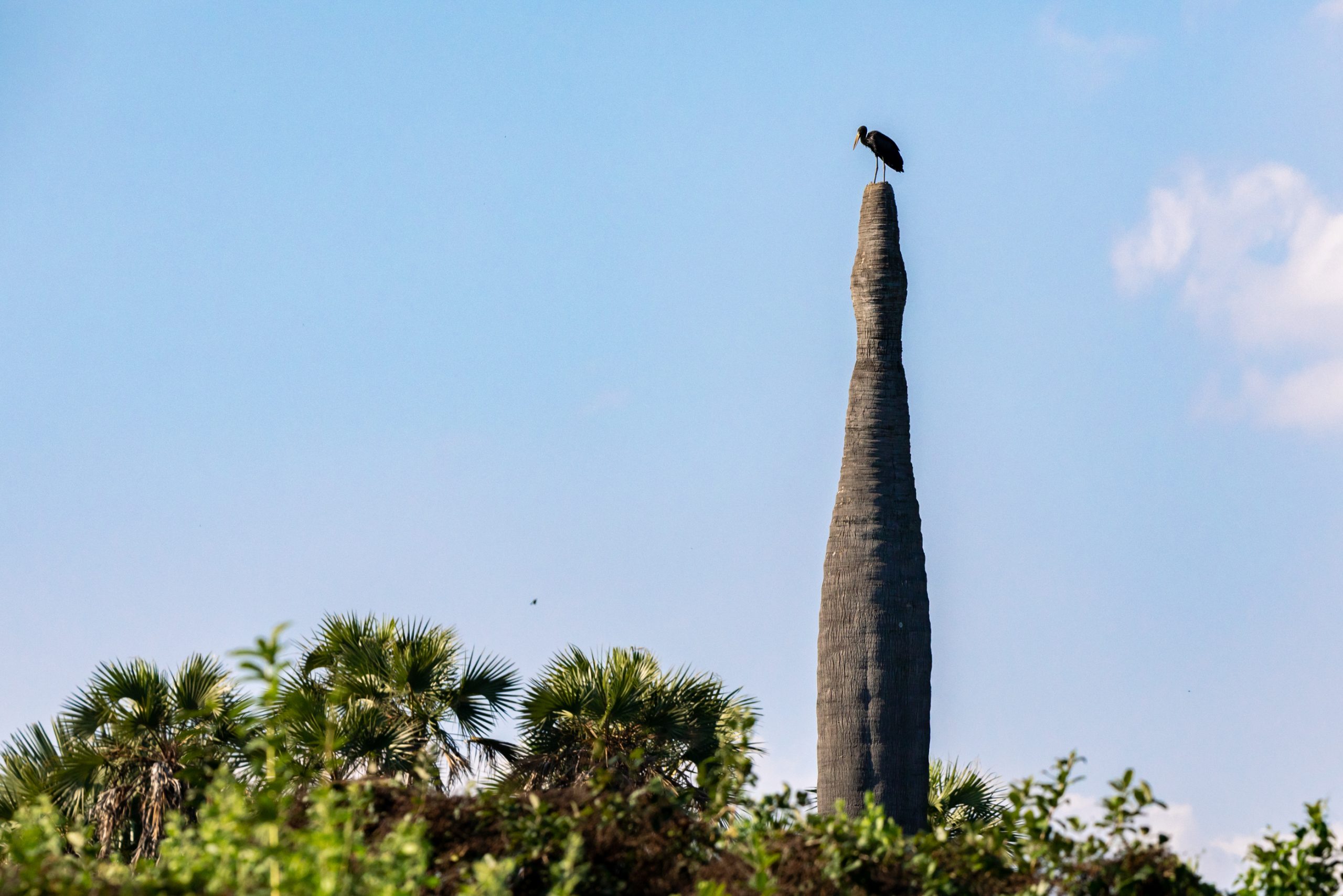 Marabout d’Afrique perché sur termitière