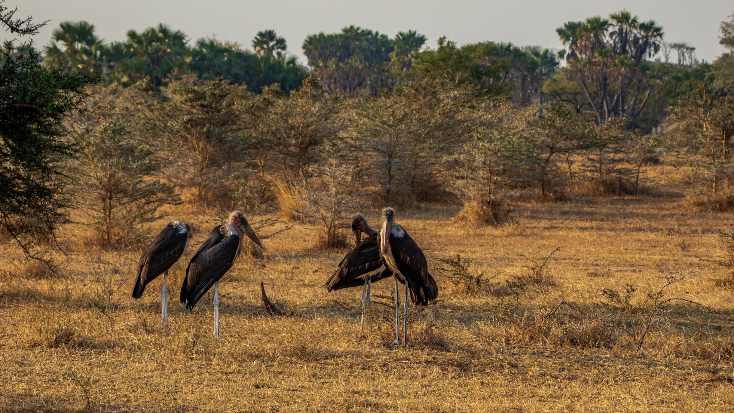 Marabouts dans la savane africaine