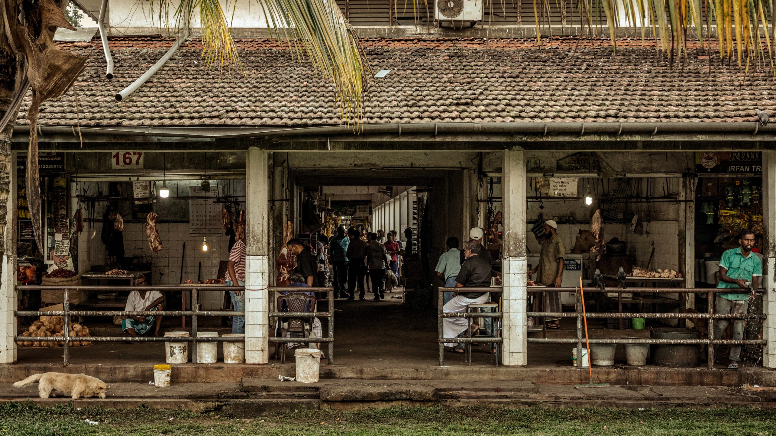 Marché aux viandes et chien